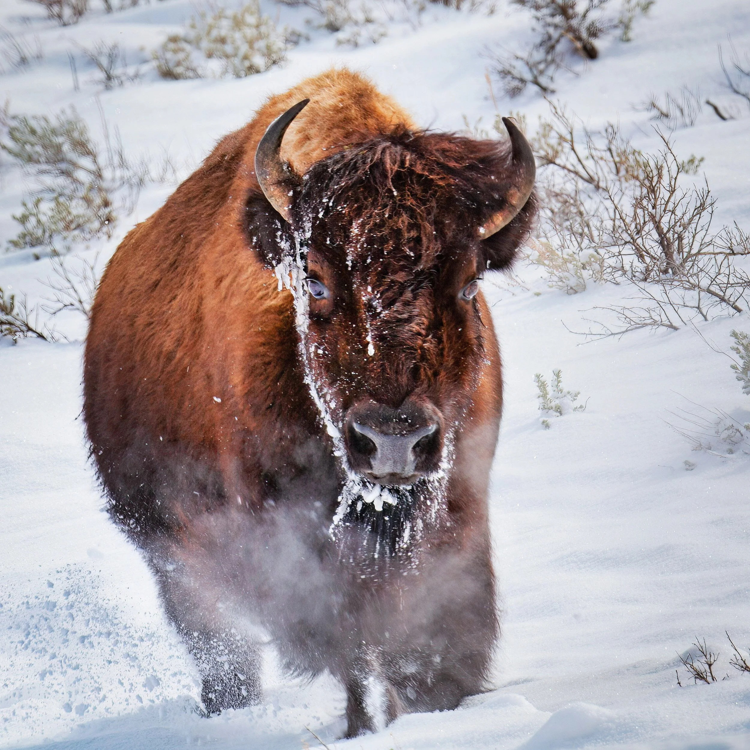 Misty Breath of the Wild: A Menacing Bison Poised in Yellowstone's Snow