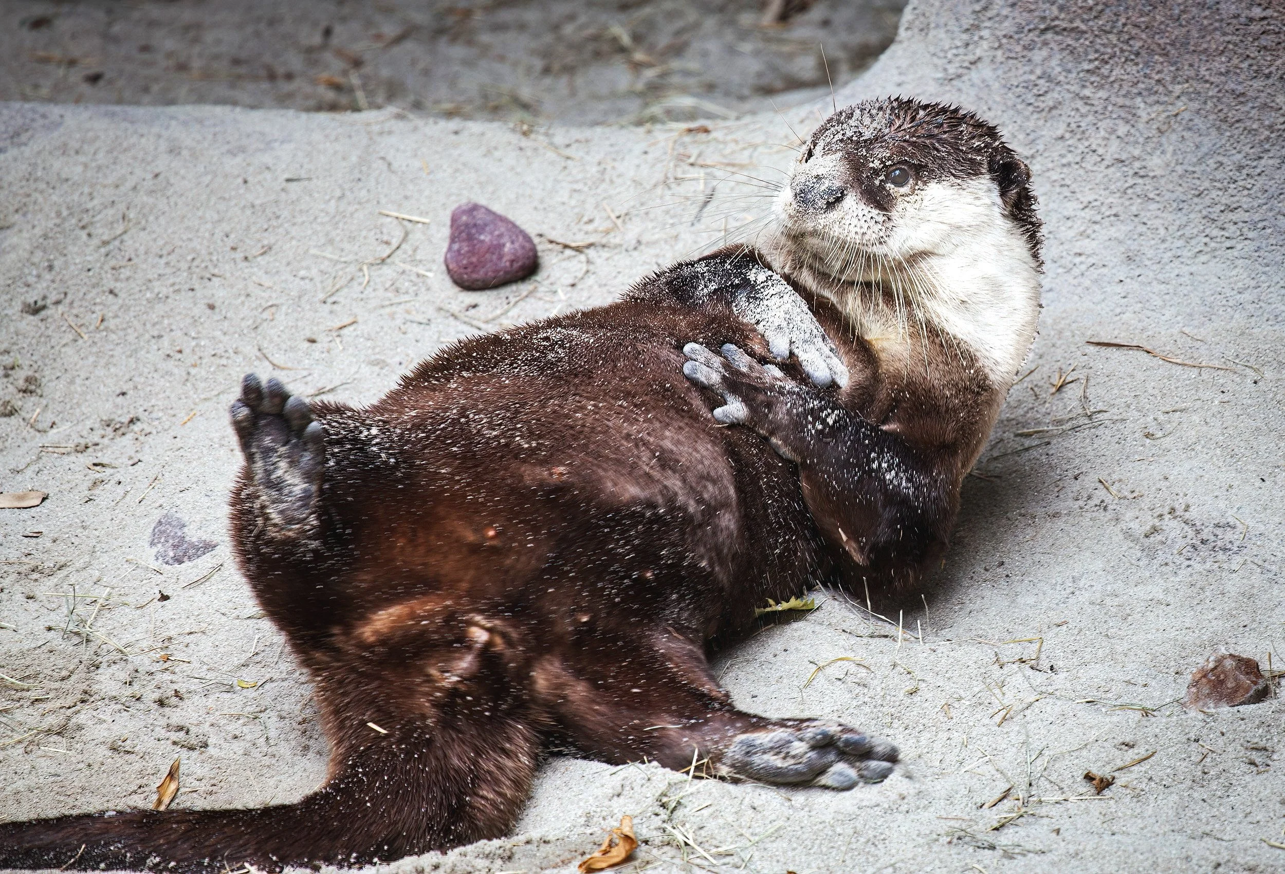 Otter Repose: Basking on Land, A Sea Otter's Moment of Tranquility