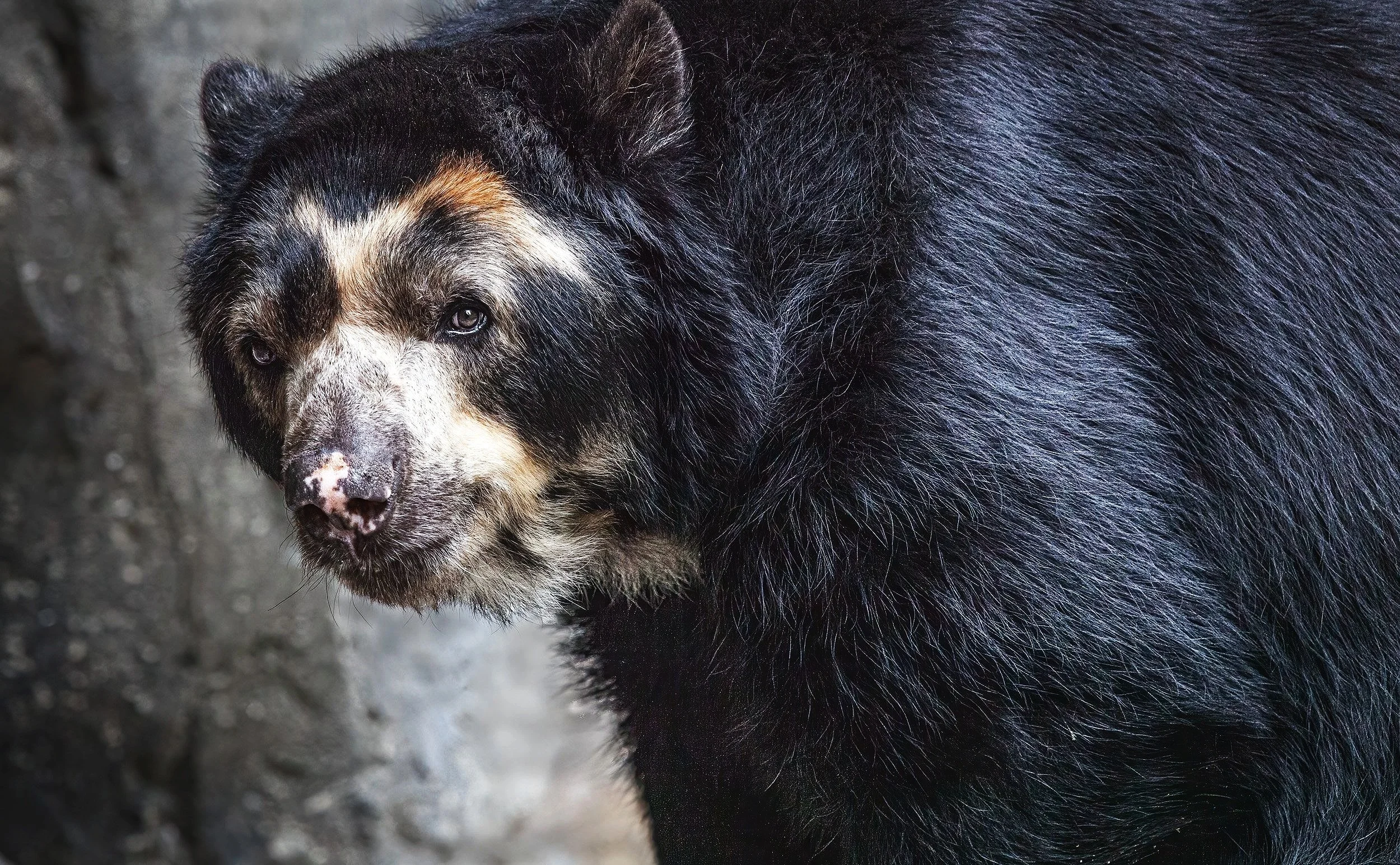 Bear Gaze: Encounter with a California Black Bear