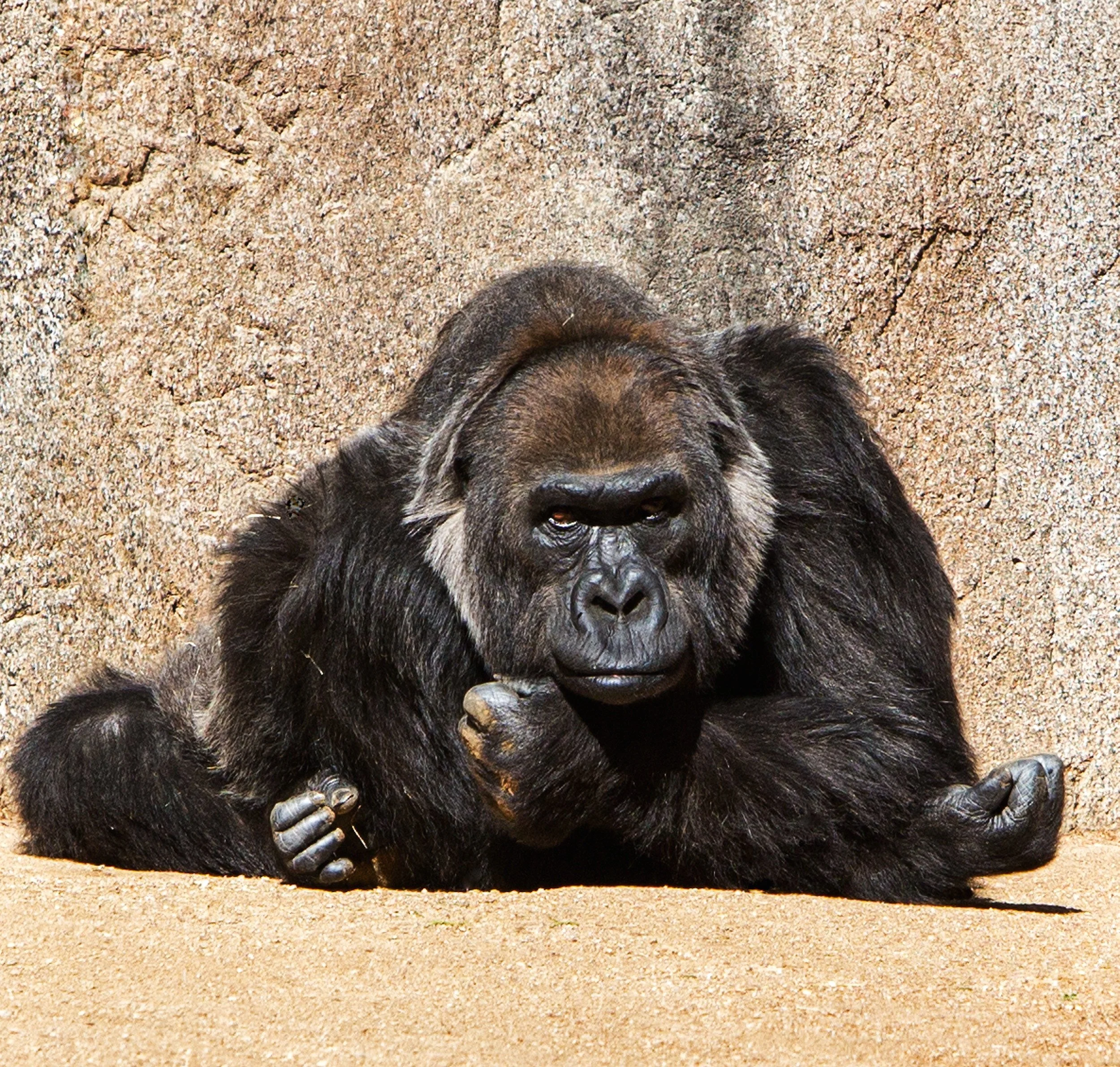 Gorilla Contemplation: A Thoughtful Moment: