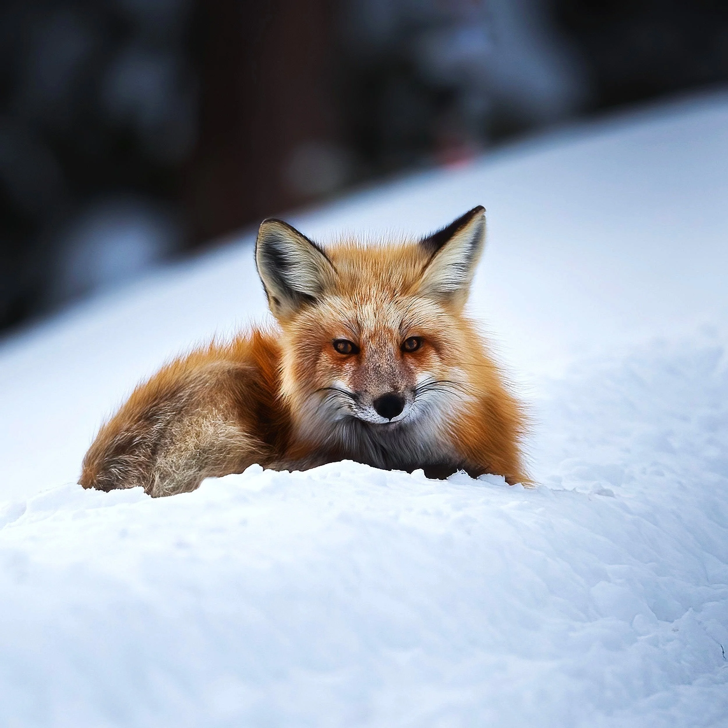 Frosty Gaze: A Red Fox's Mesmerizing Encounter in the Snow