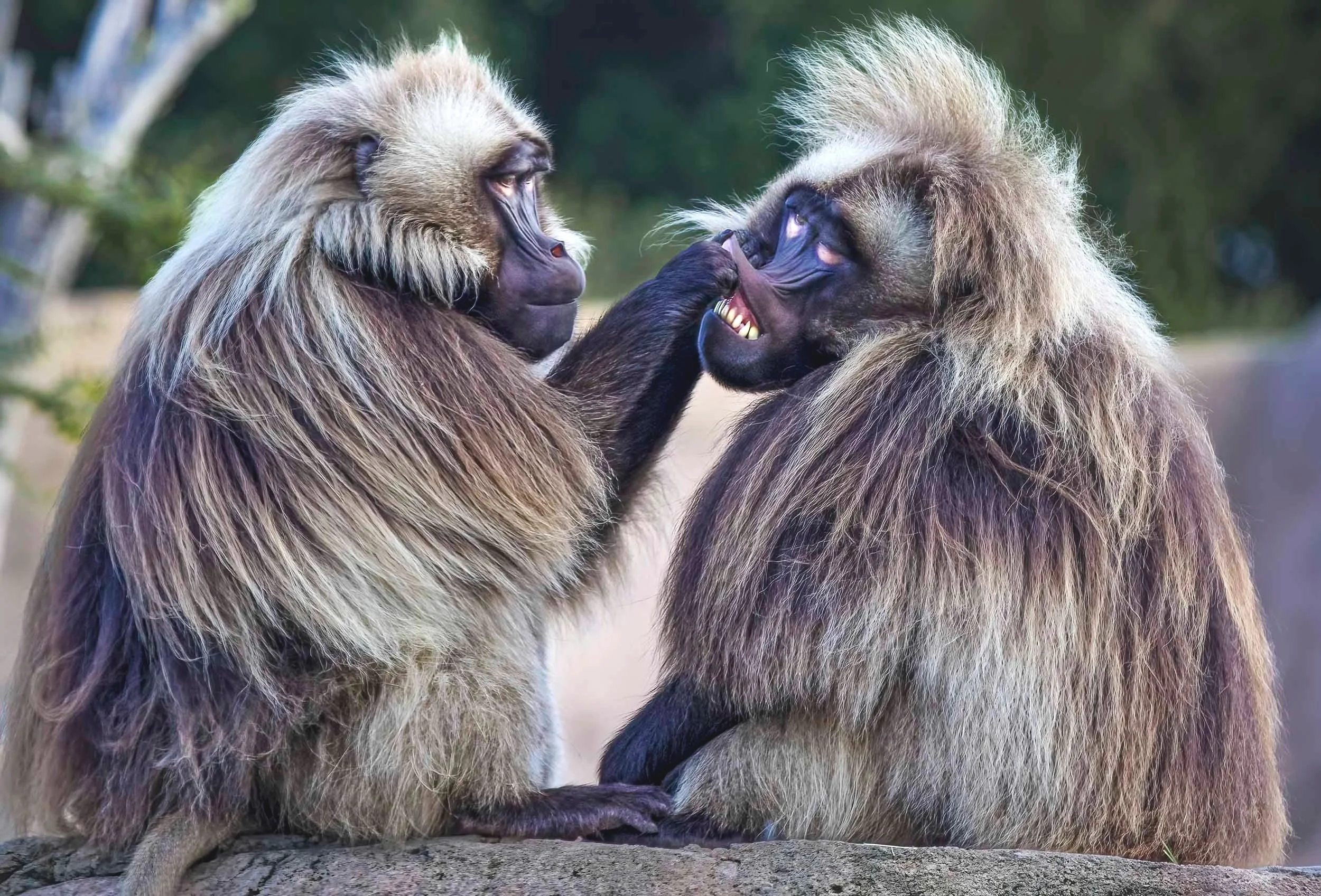 Chimpanzee Companions: A Moment of Care While One Grooms The Other