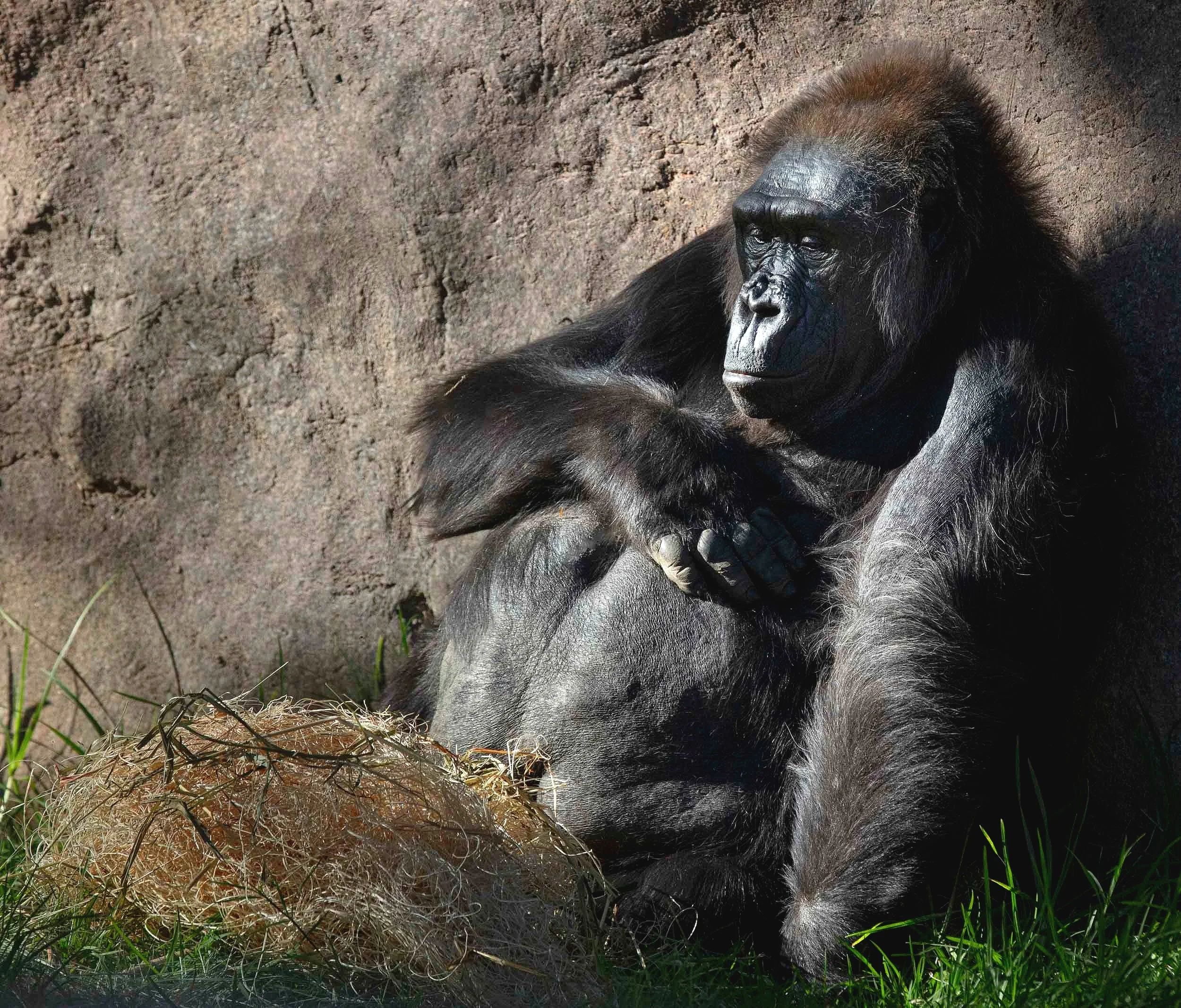 Bathed in Light: A Gorilla's Moment of Quiet Contemplation
