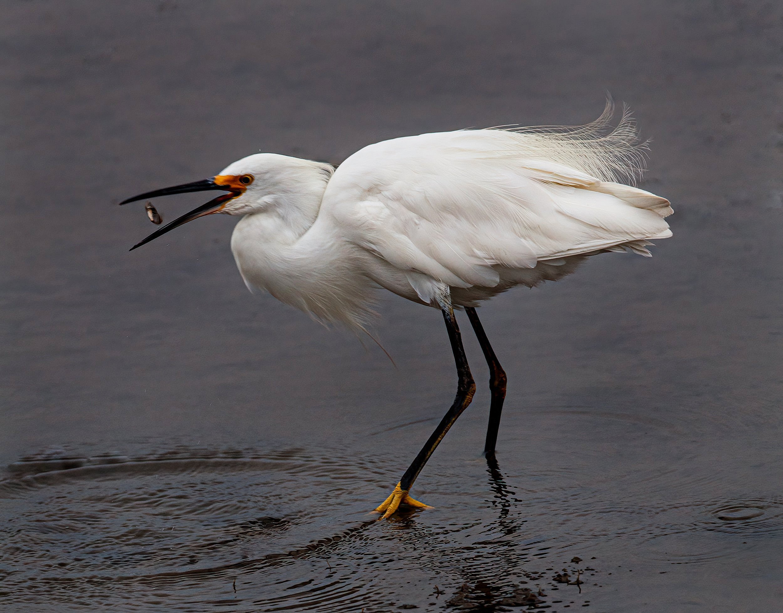 Aerial Catch: White Egret Snags a Fish