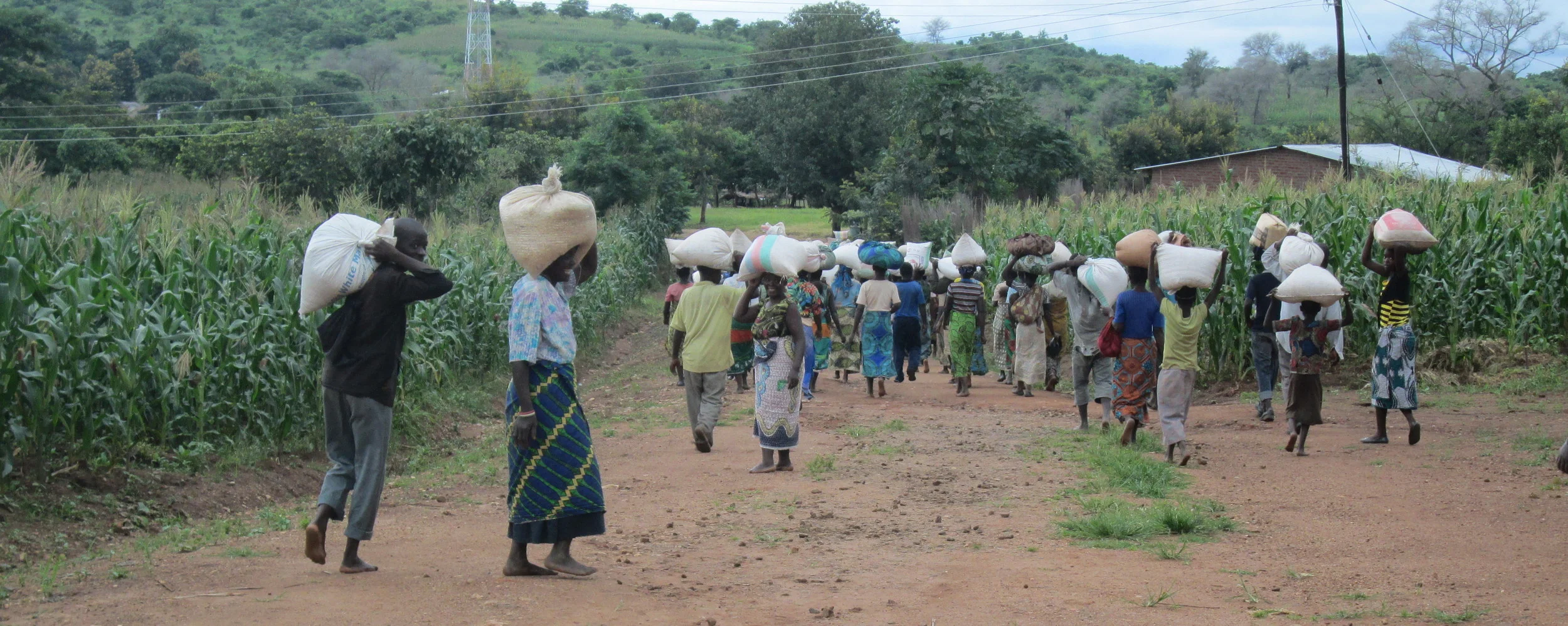 Families leaving with their corn.