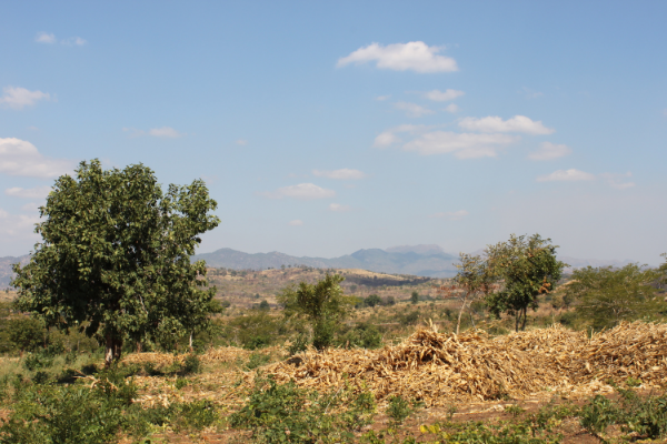 Grace Center fields are prepared immediately after harvest in preparation for the next growing season. The dry stalks from the corn are spread over the ground to prevent the escape of moisture, weed growth and to provide mulch for the next growing season.