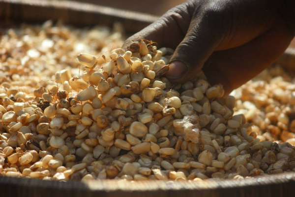 Shelled corn ready to go to the mill.