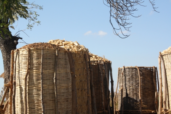 Storage bins are built for drying the harvest. This farmer has harvested a bountiful crop of corn and peanuts. This picture was taken a few years ago when the harvest was plentiful. The 2015 harvest has not done so well.