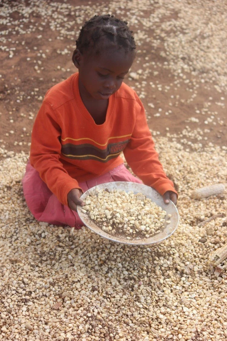 Corn Seed for Planting