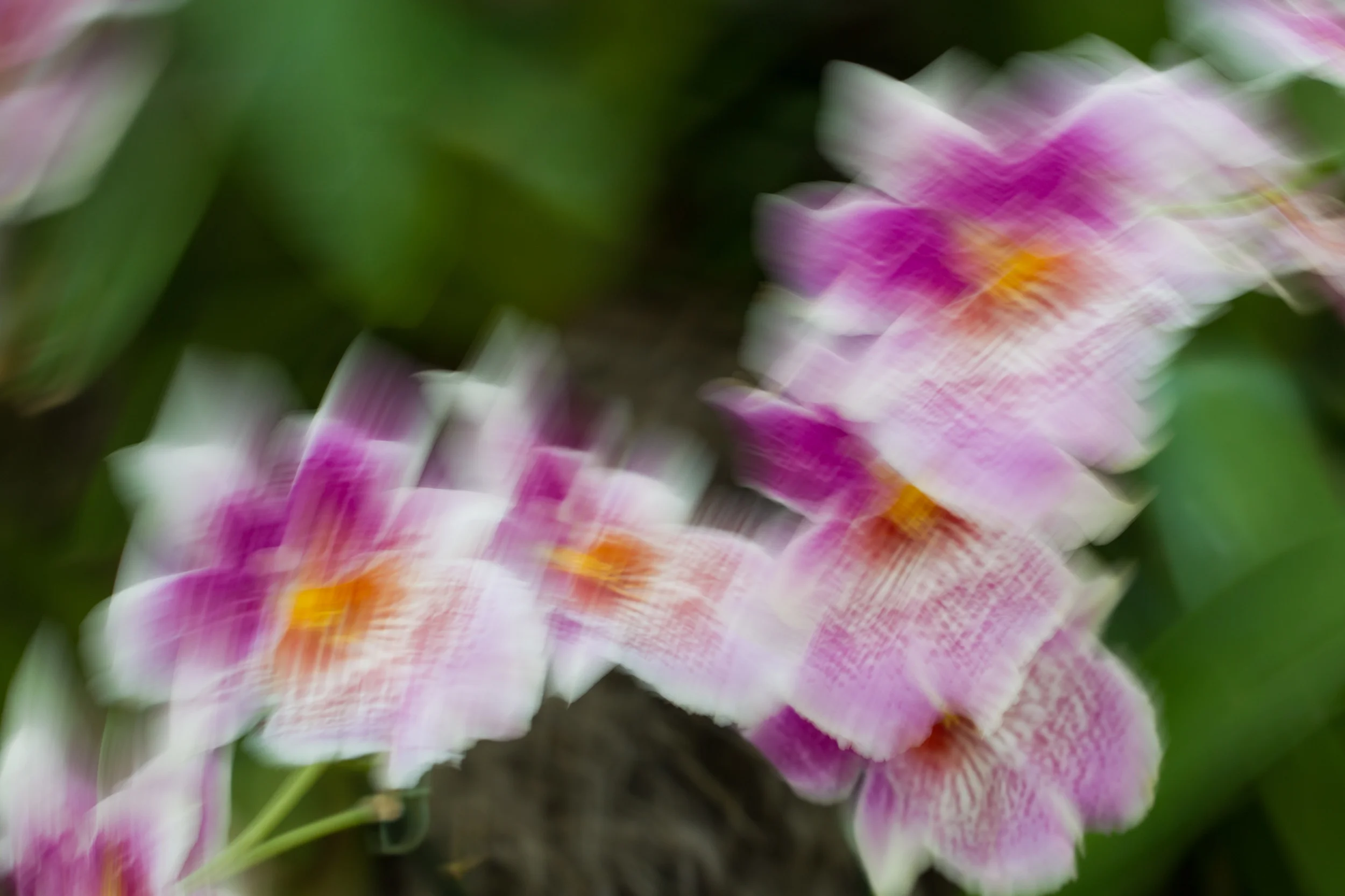 Flying Orchids