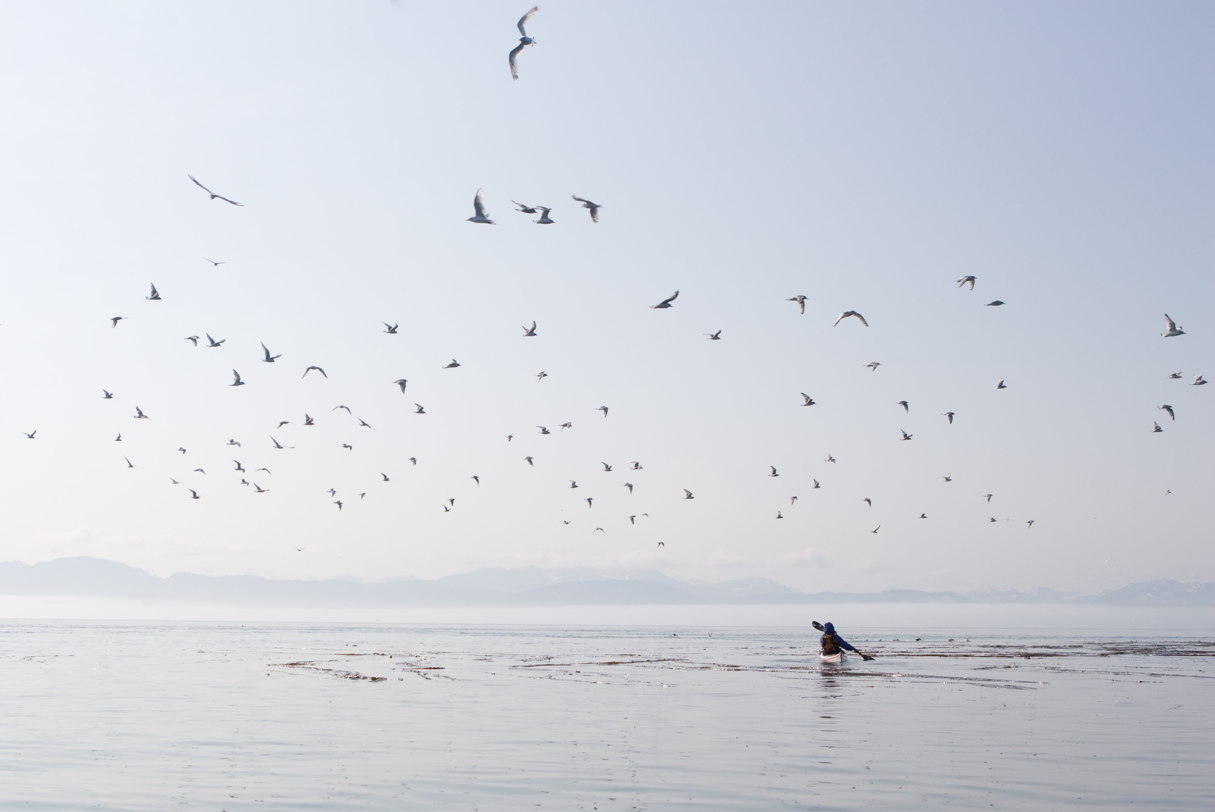  Annette Pearson paddles through a bull kelp bed outside of Point Carolus, Alaska. &nbsp; 