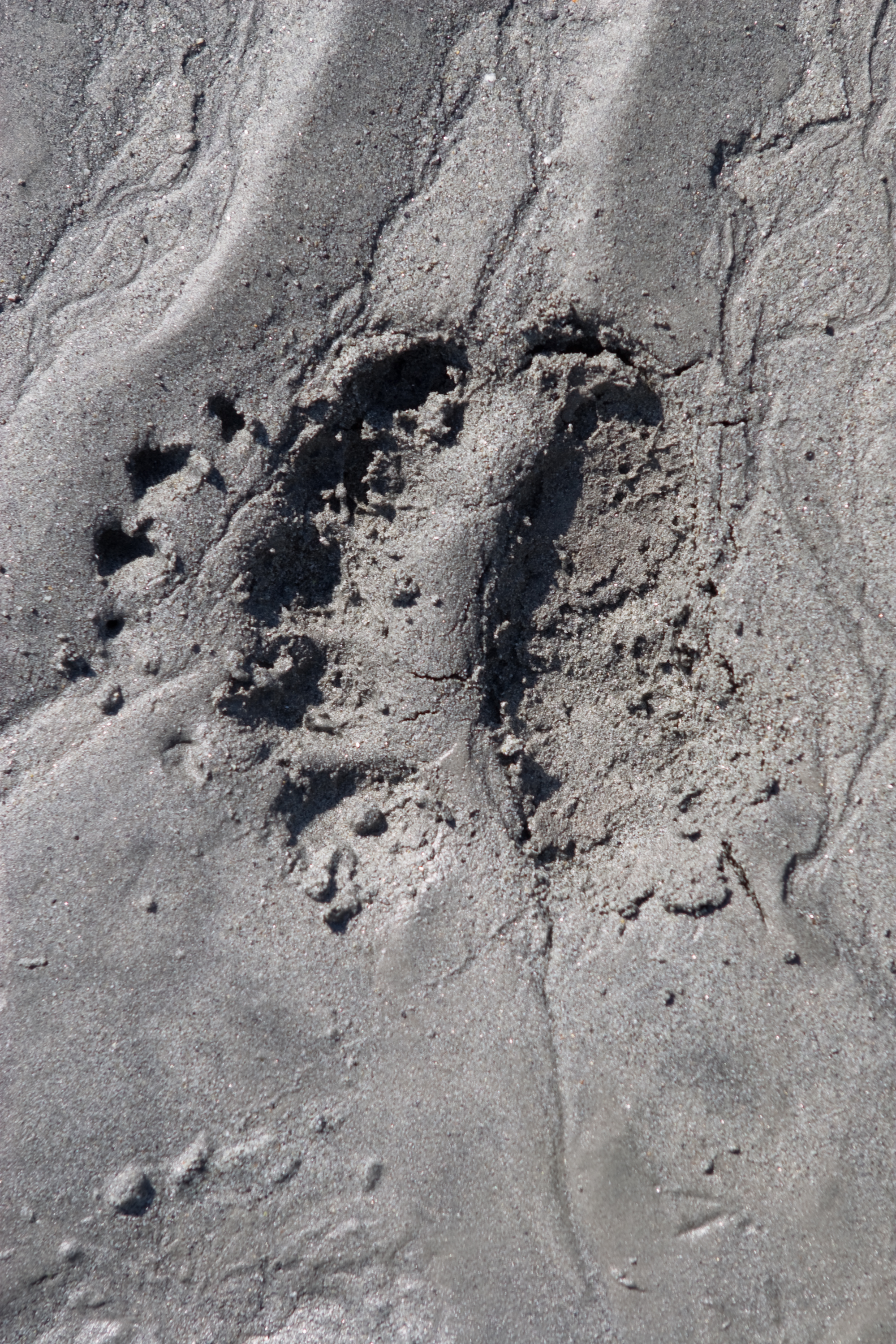  A coastal brown bear footprint in glacial silt. &nbsp;Glacier Bay National Park. &nbsp; 