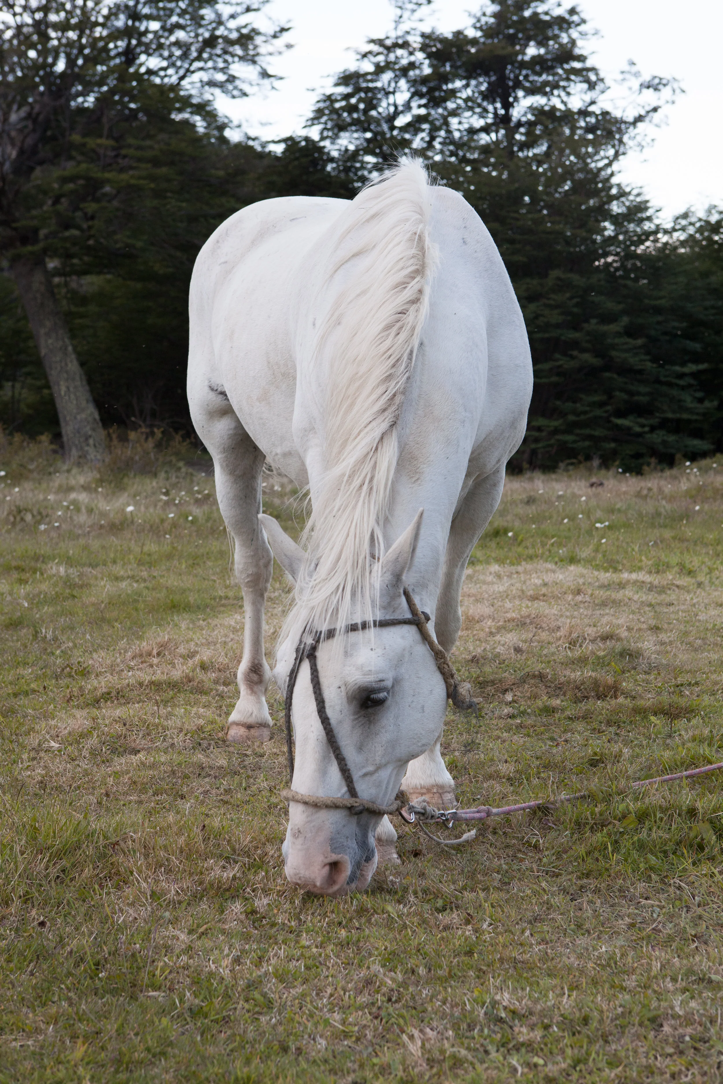 A horse grazing outside of Dickson Shelter. In the morning, we heard horses whinnying to each other from outside of the camp. I peered out of my tent and 4 horses walked between the maze of tents to settle into the camp. 