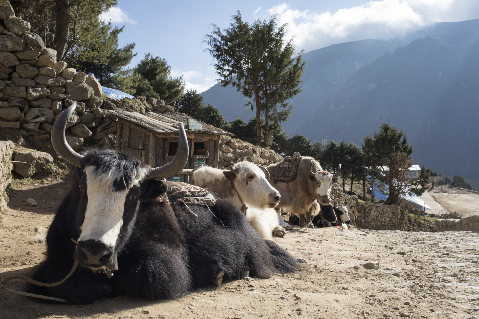 Yak rest along the upper road near Namche Baazar. 