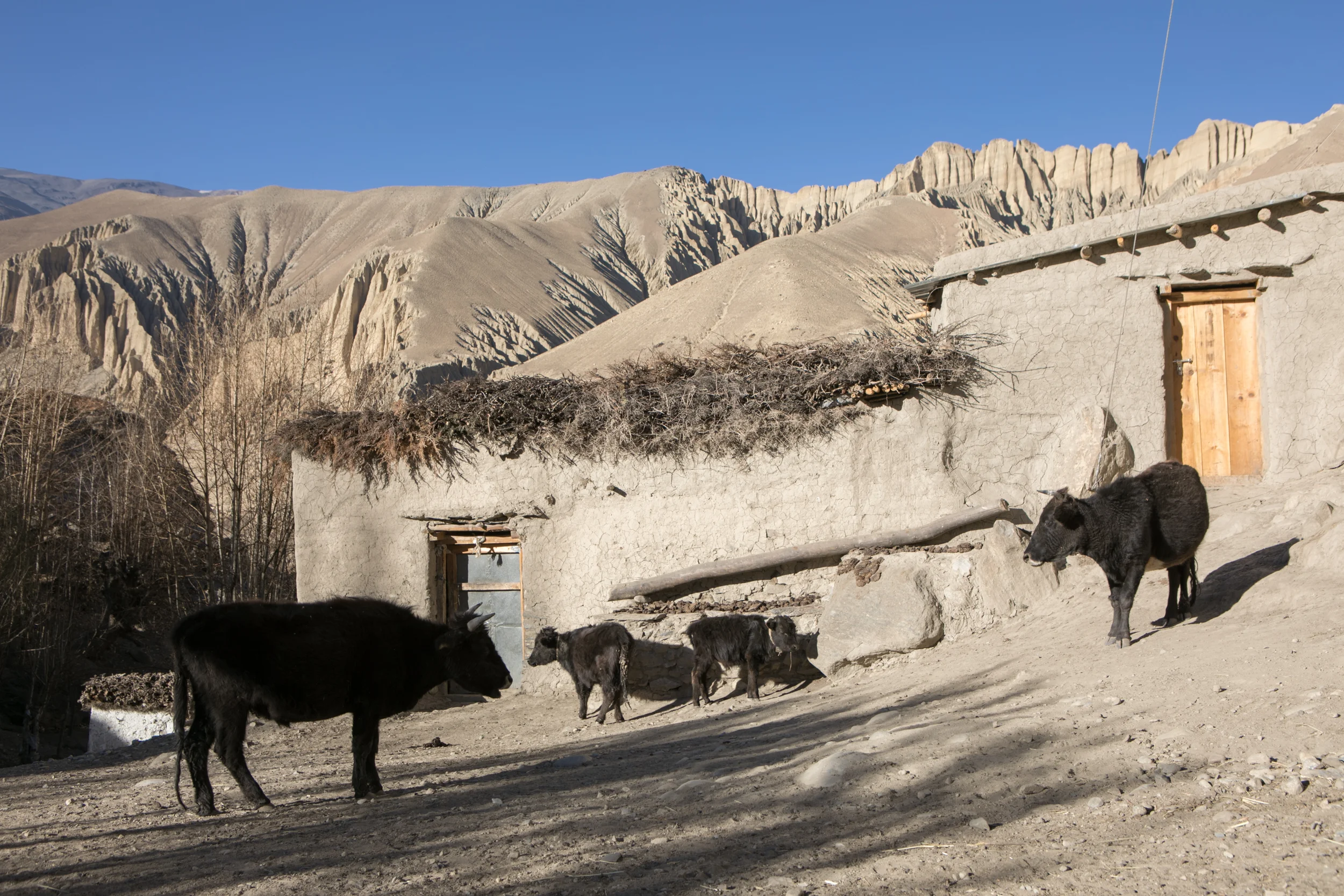 Small cattle. During our entire trip I was amazed at the size of the cattle. I grew up on a beef ranch and was used to seeing large, formidable cows. The cows in Mustang stand about waist high and the calves around knee high. I feel like each village I yelled to Aaron claiming that I had found the new Smallest Cow of the trip. 