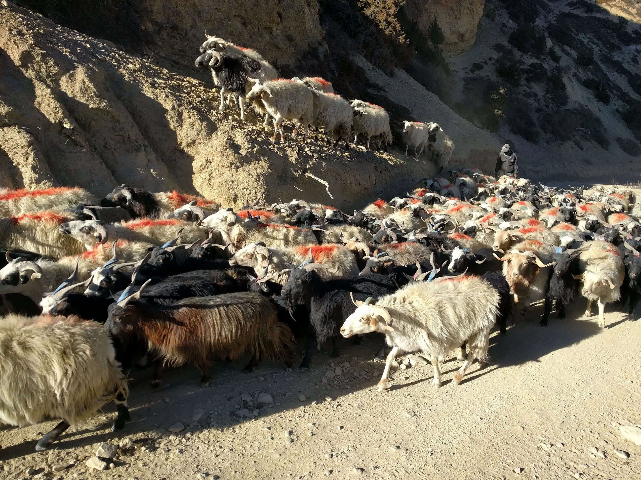 Goats and Sheep. The Upper Mustang was once an ancient trade routes in Nepal. The northern most portion of Nepal shares a border with China ruled Tibet. For many years this region was considered to be a demilitarized zone and tourism was blocked off. There are rumors that the CIA brought apple trees to Mustang to hide surveillance equipment from China among the groves. Now, the region uses farming, tourism, and trade to prosper. We saw hundreds of goats and sheep being raised to trade in Kathmandu. 