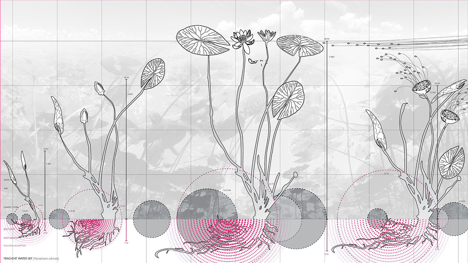 z_IIb_DrawerDrawing_1a_Morphology_WaterLily.png