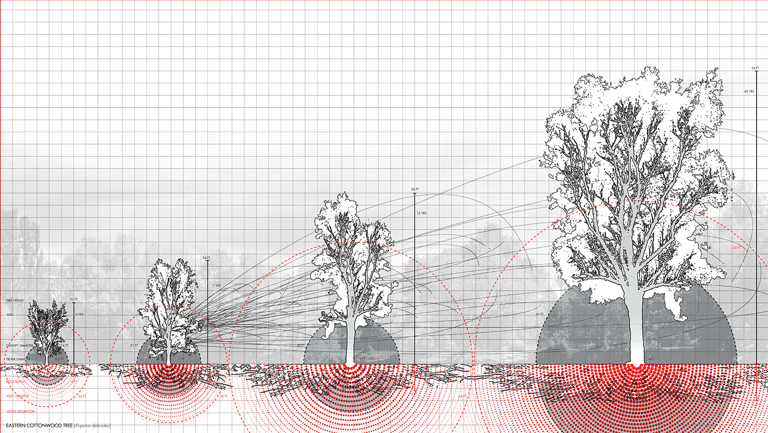 z_IIb_DrawerDrawing_2a_Morphology_Cottonwood.png