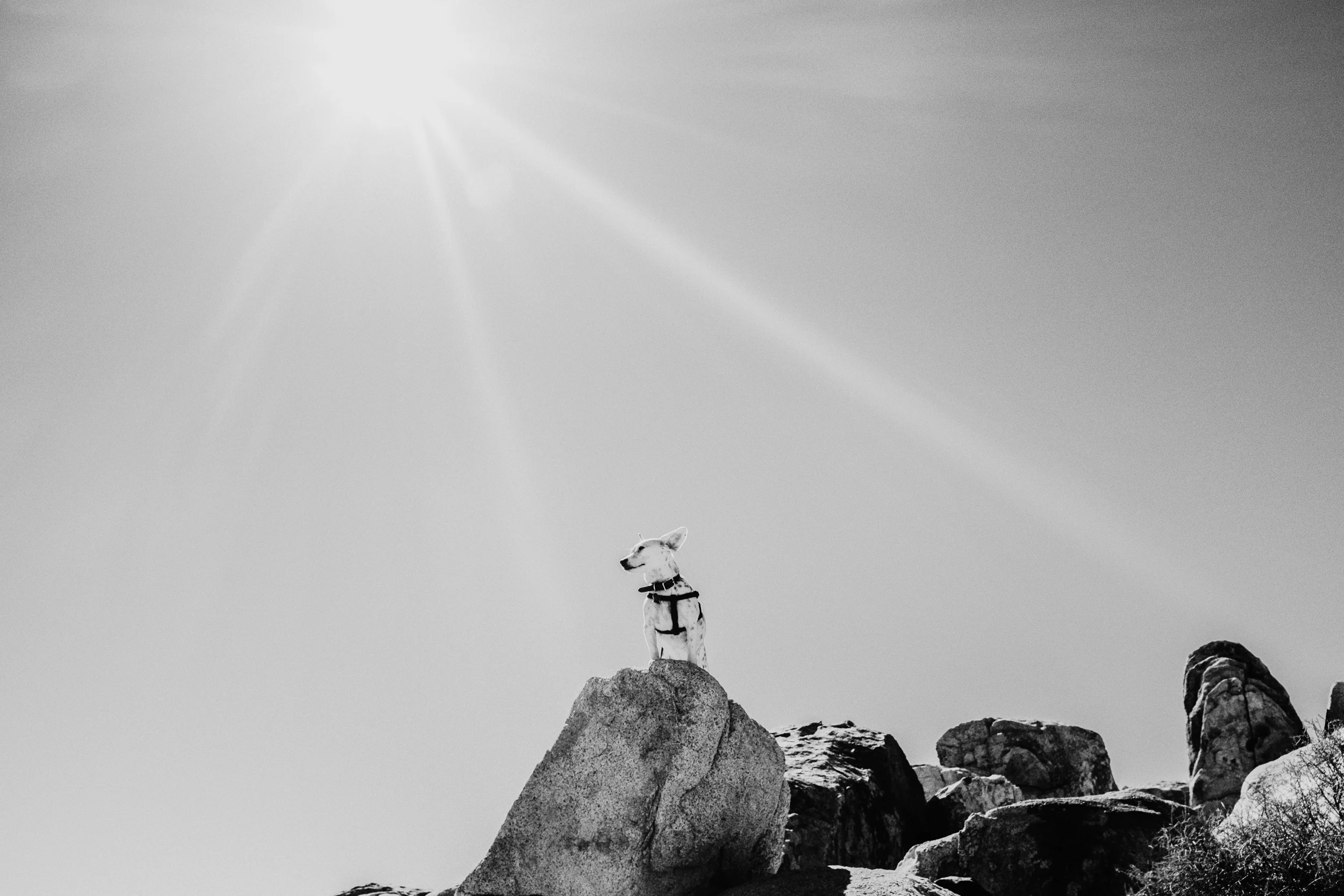 Joshua Tree, CA