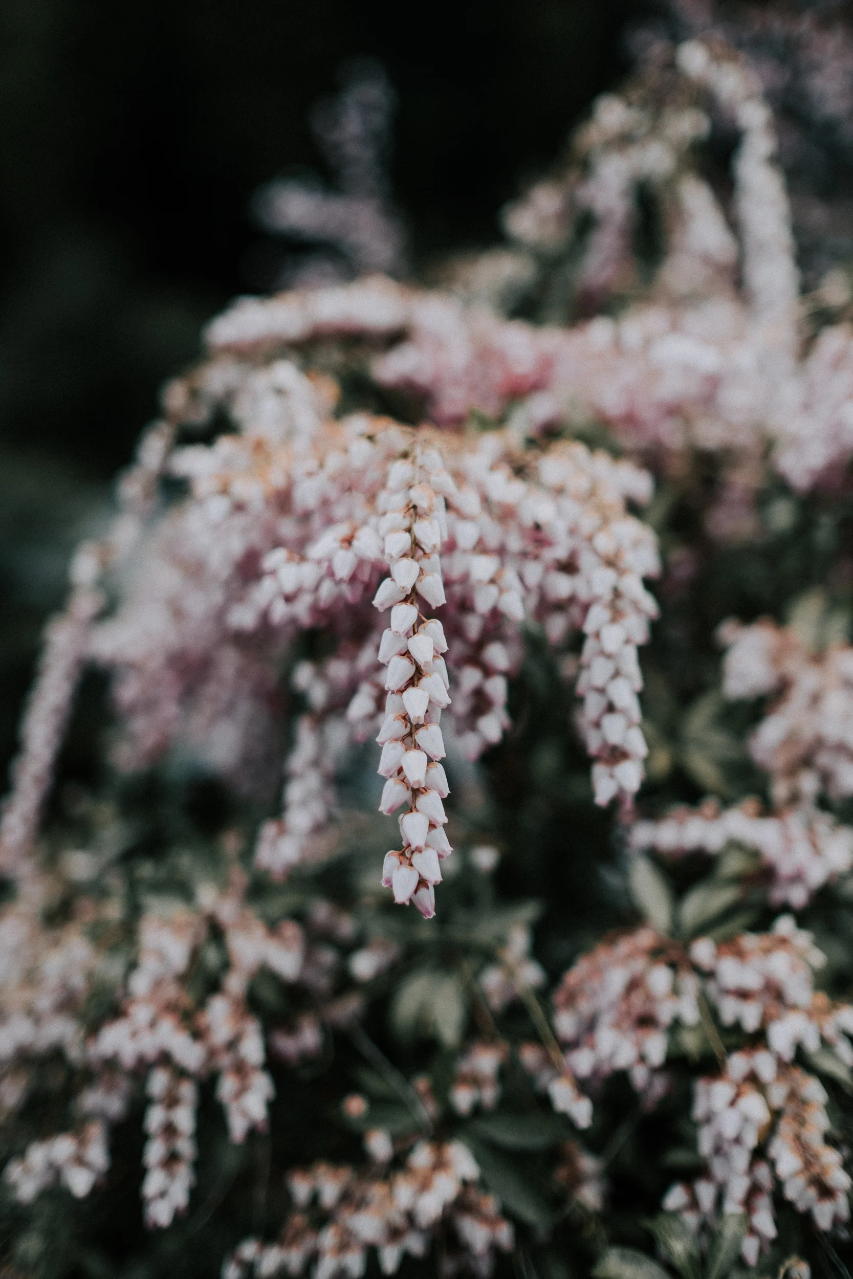 Japonica flowers. 