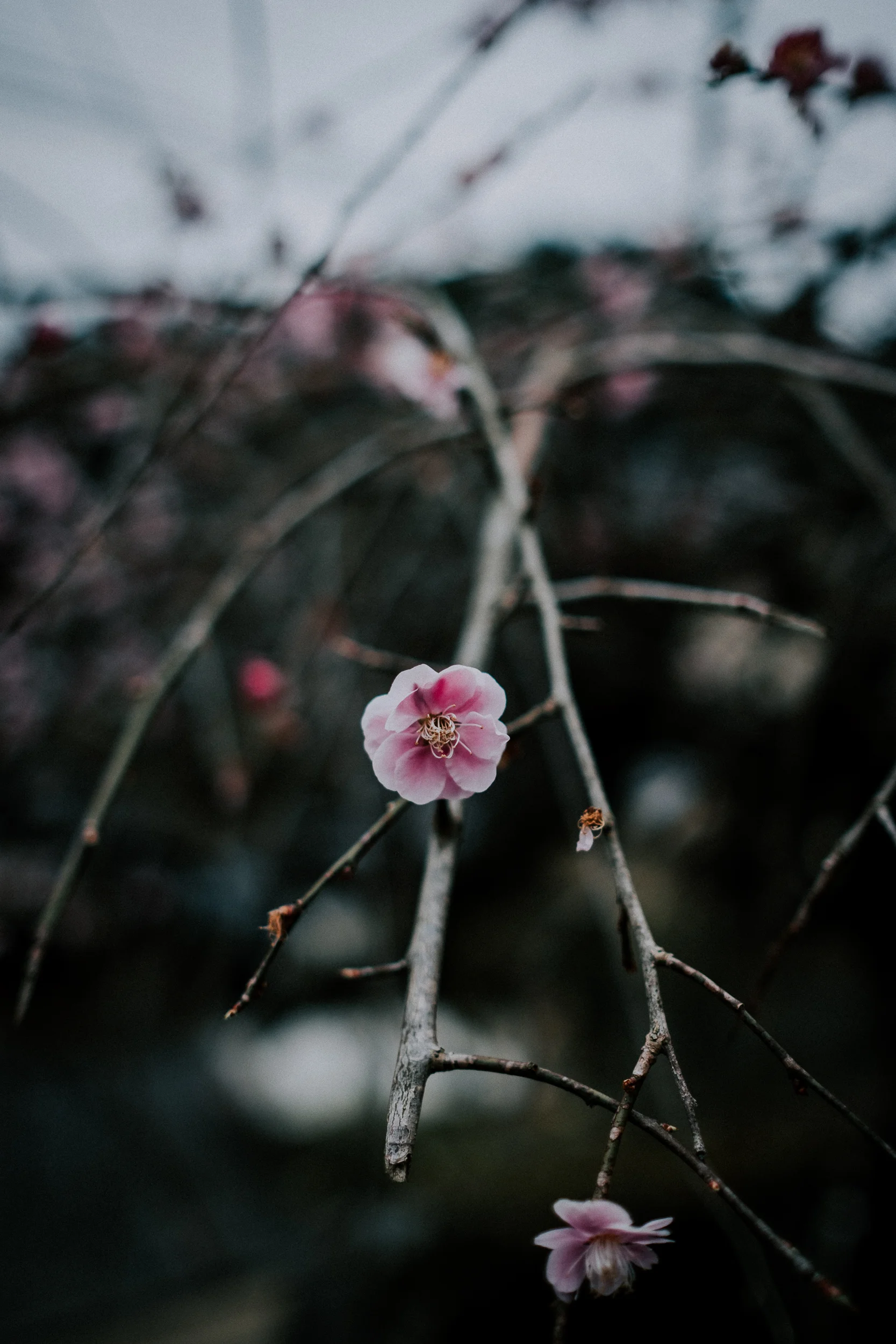 japan-135.jpg