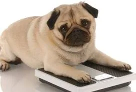 obesedog.jpg