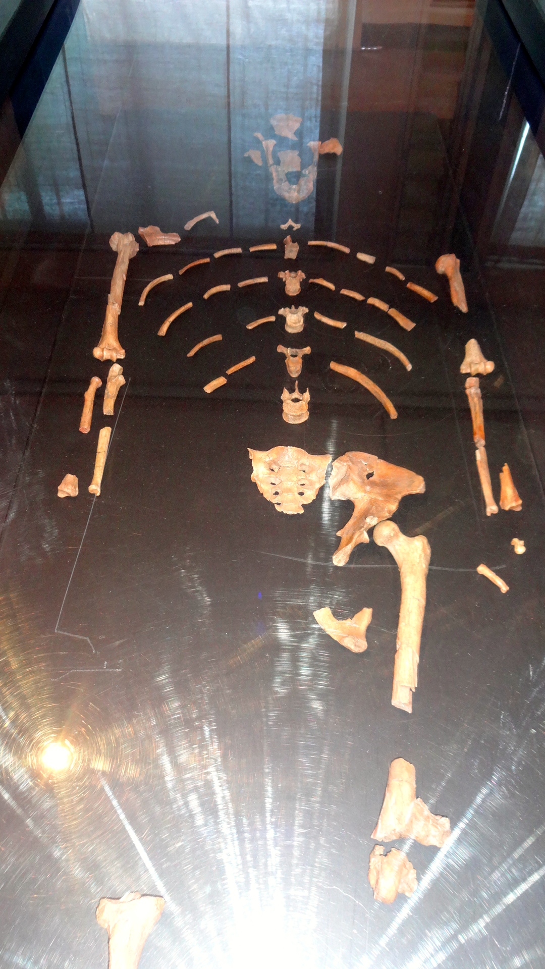 Lucy ( AL 288-1) back in her case in the National Museum, Addis Ababa