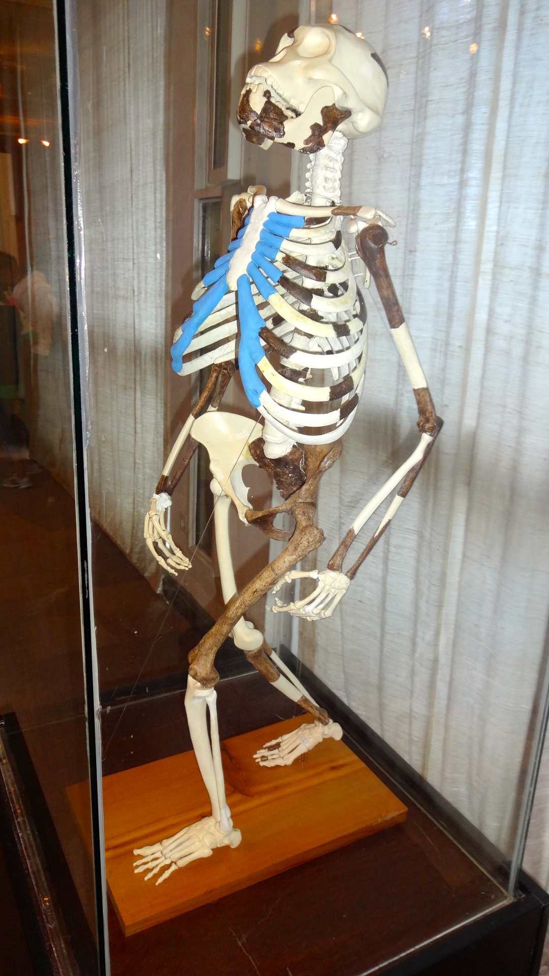 A recreation of the entire skeleton of Lucy. She would have stood 3' 6", was bipedal, but was still capable of moving through the trees.