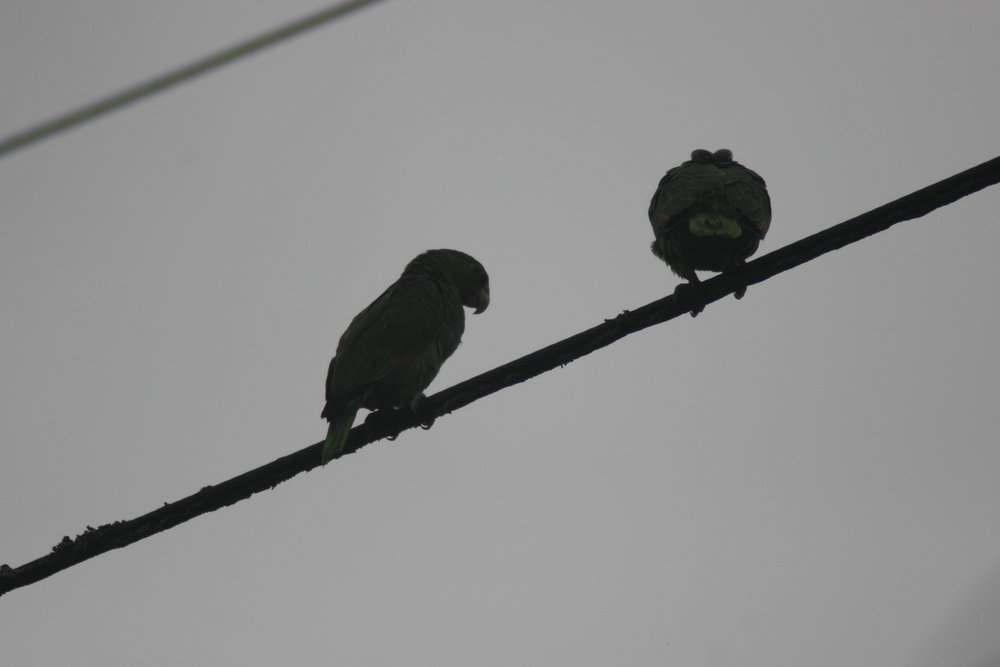 skyline Parrots