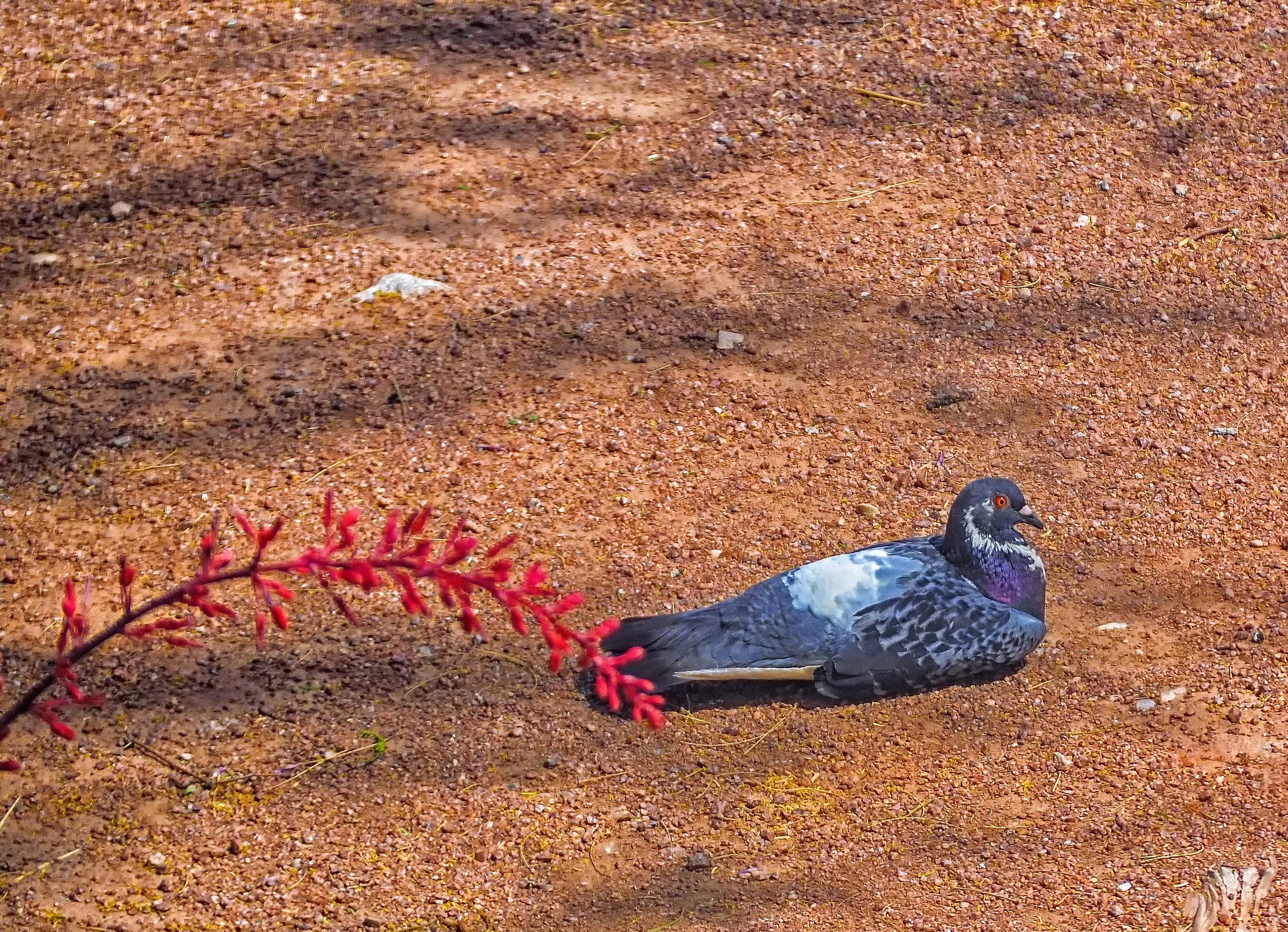Pigeons