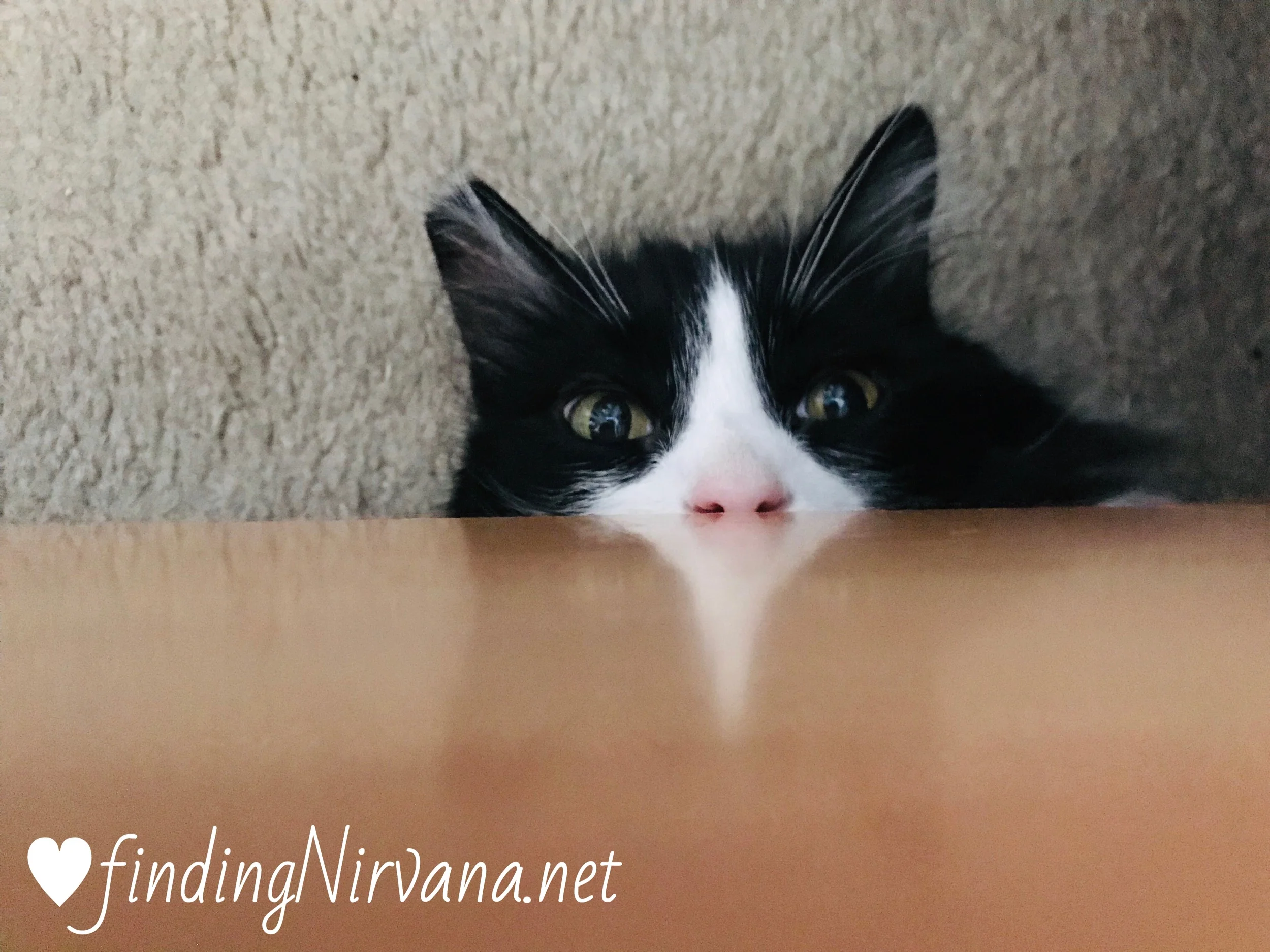 Get to know more about this hairy monster under our bed HERE 😻