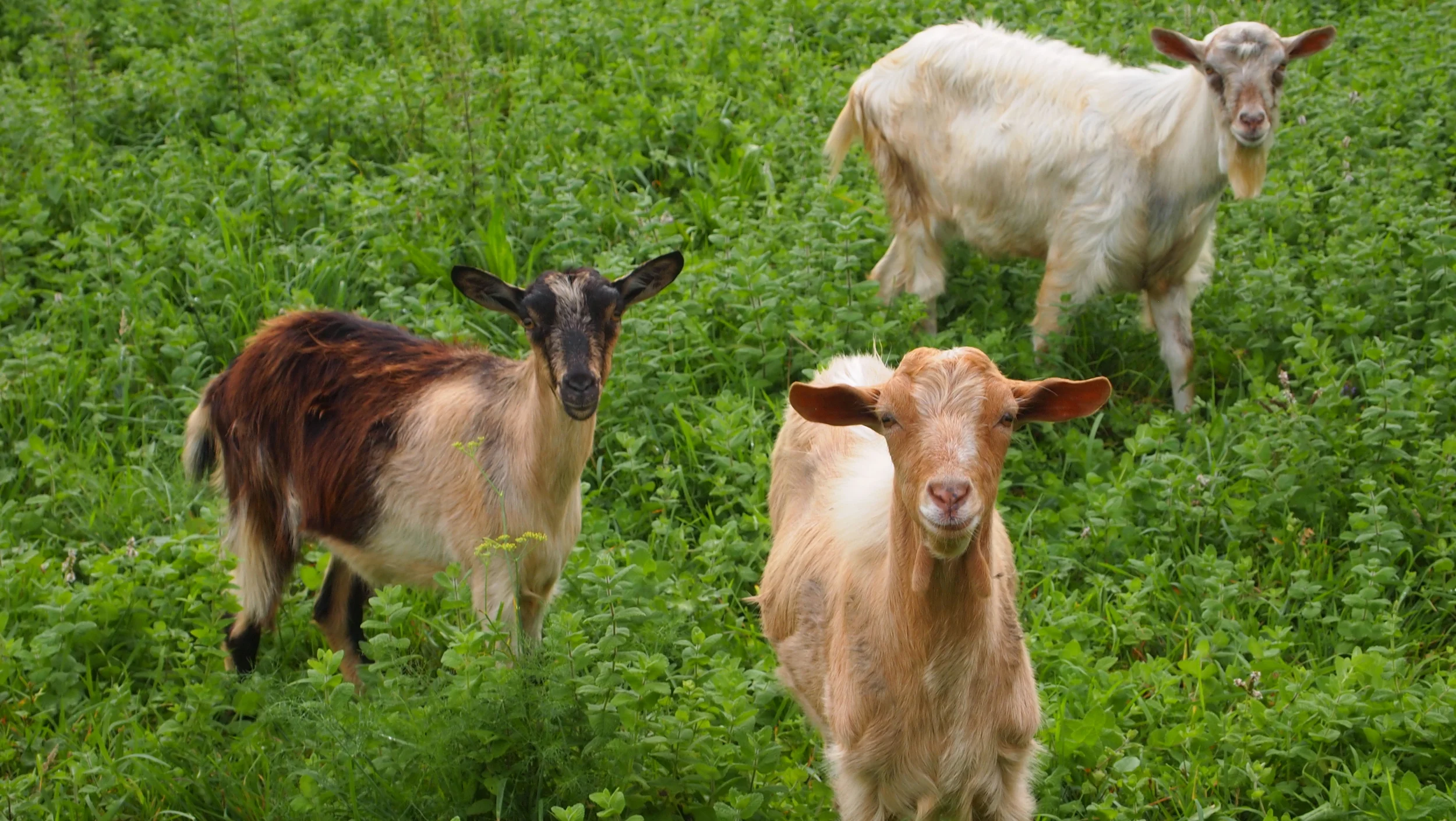 I'll freely admit. I spent a LOT of time here. These goats were very curious and so cute, I couldn't help myself!