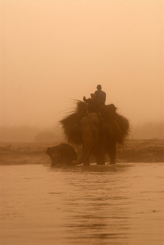 Nepal+Chitwan+National+Park+Elephants+in+the+Morning+Fog.jpg
