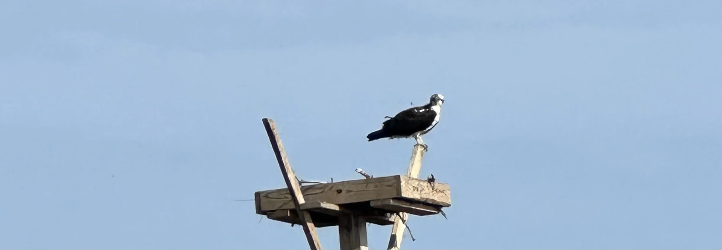 IMG_4239.jpeg
