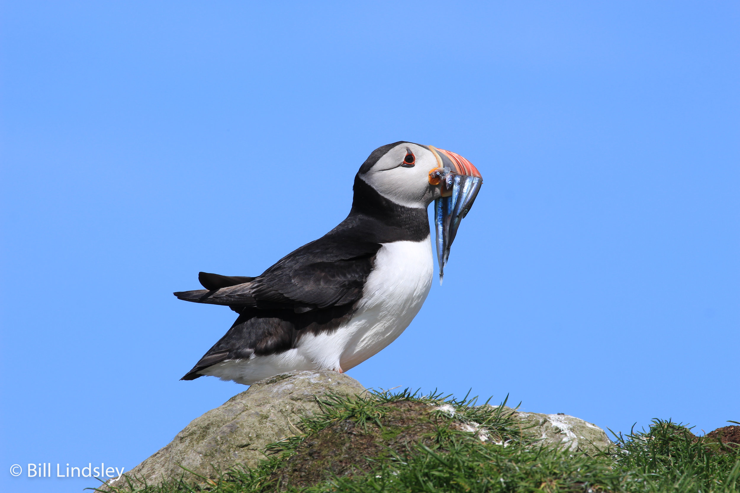 faroe7.11B_0313.jpg