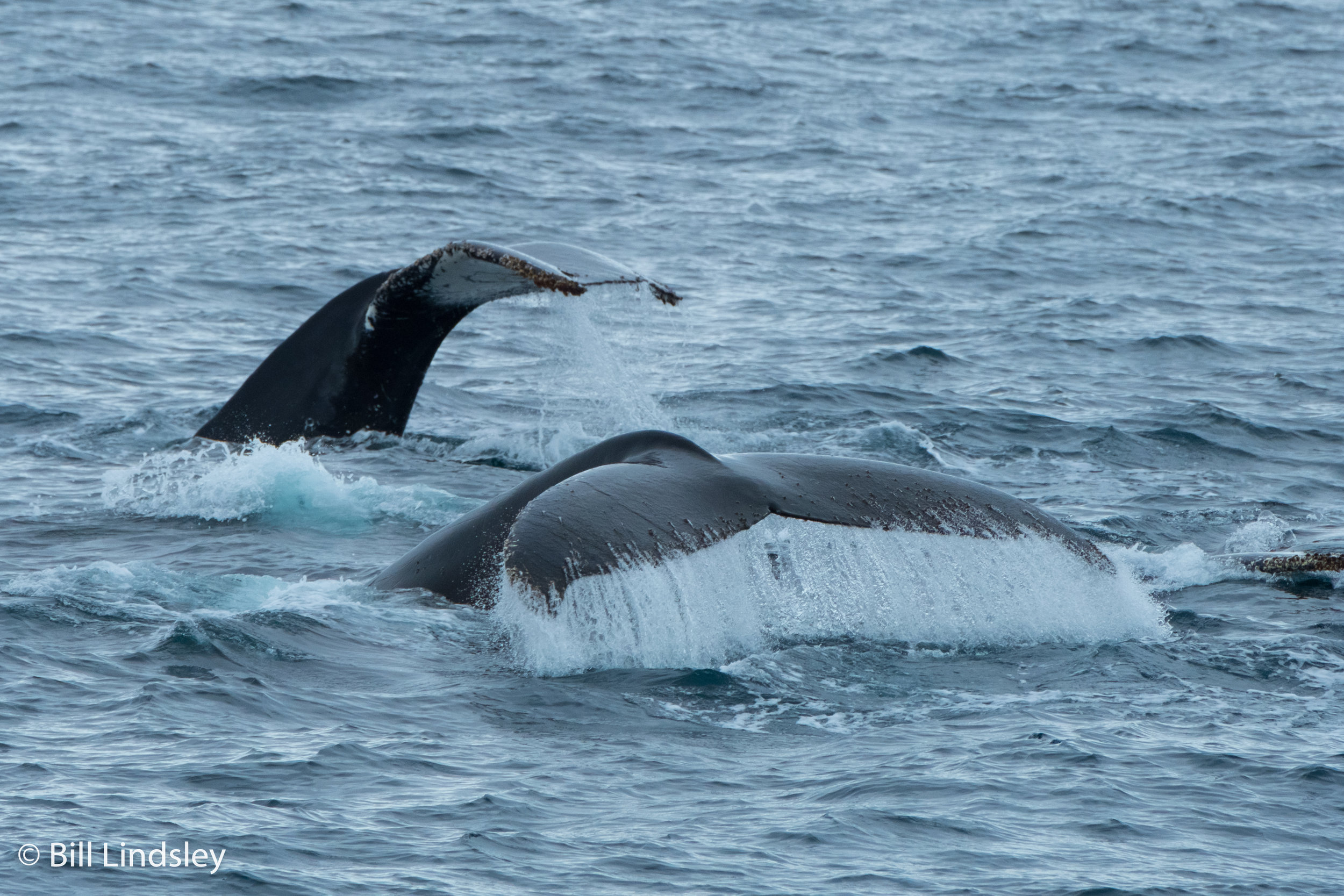 humpbacks222_0176.jpg