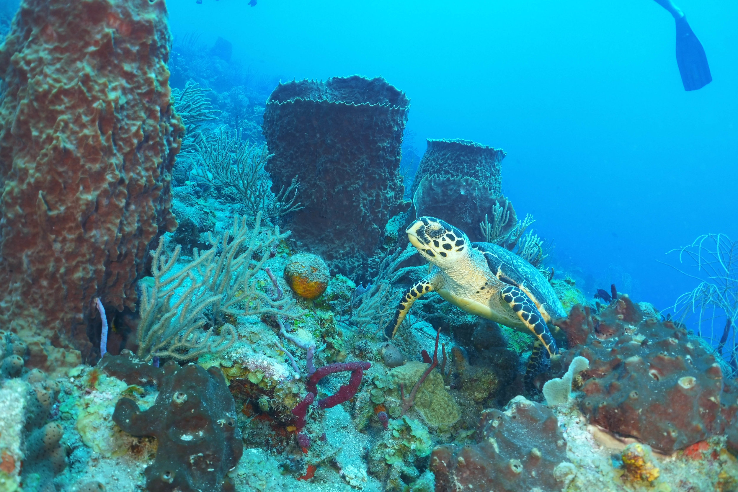 saba3419_0068.jpg