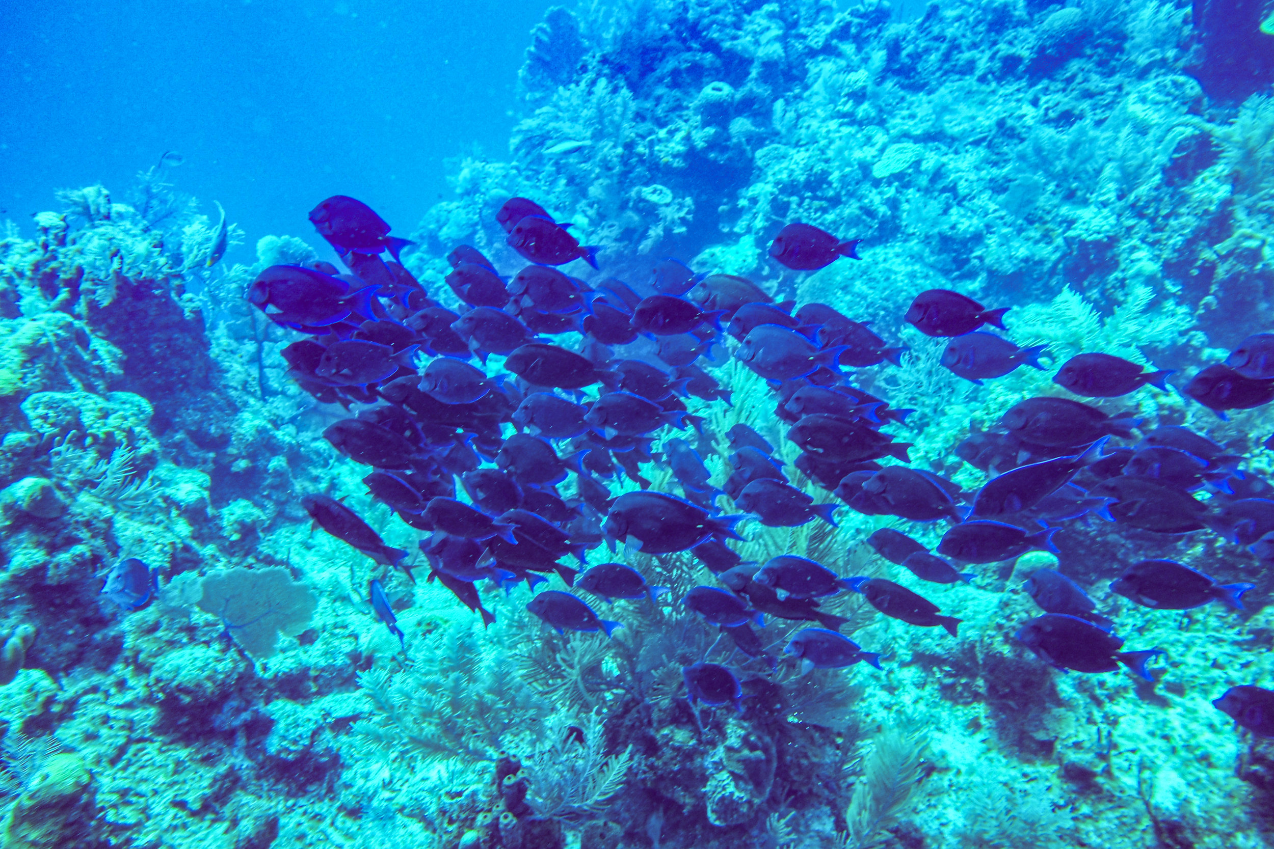 roatan66B_0004.jpg
