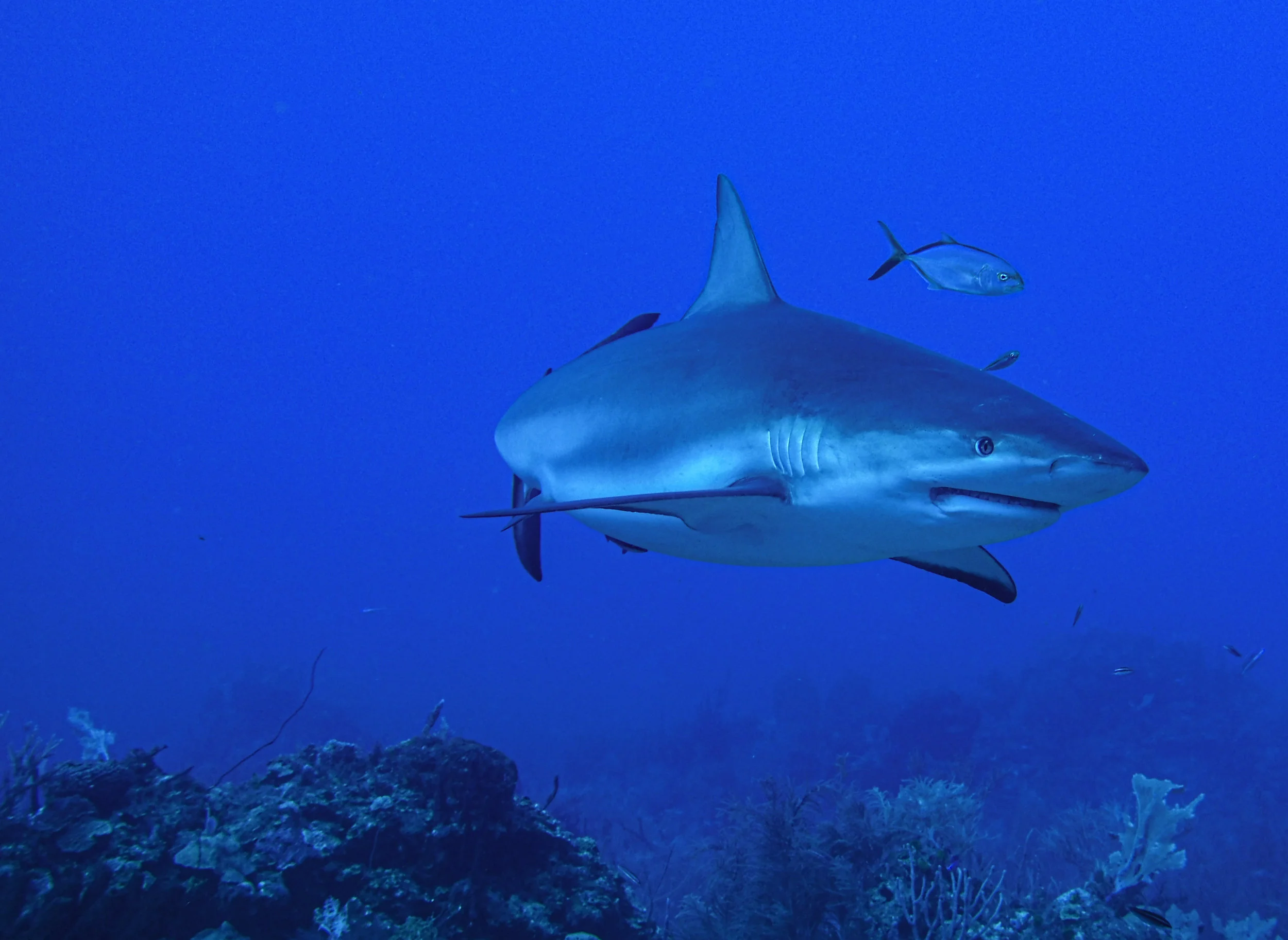 roatan66_0087.jpg