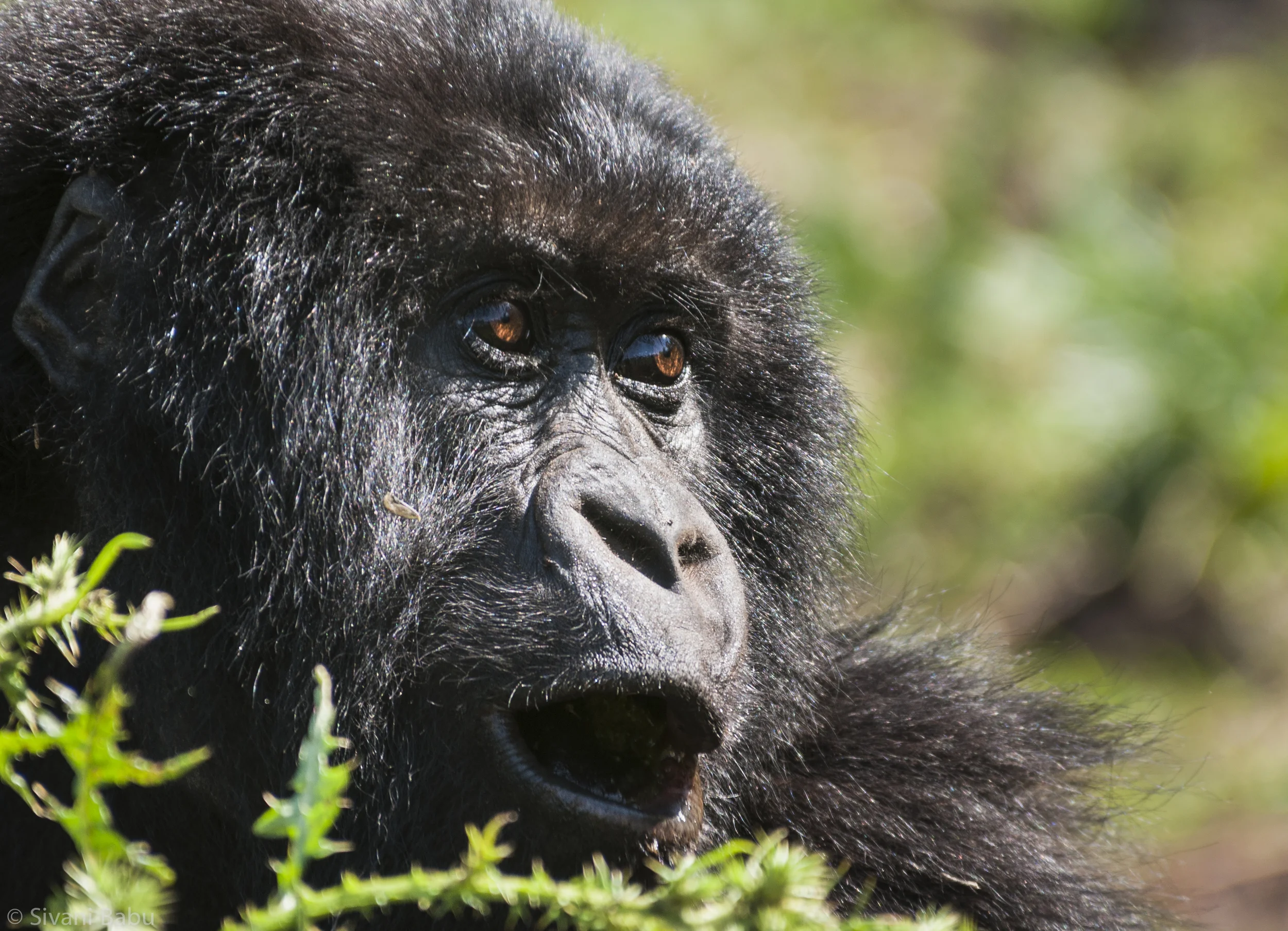 muench-workshops-gorillas-2.jpg