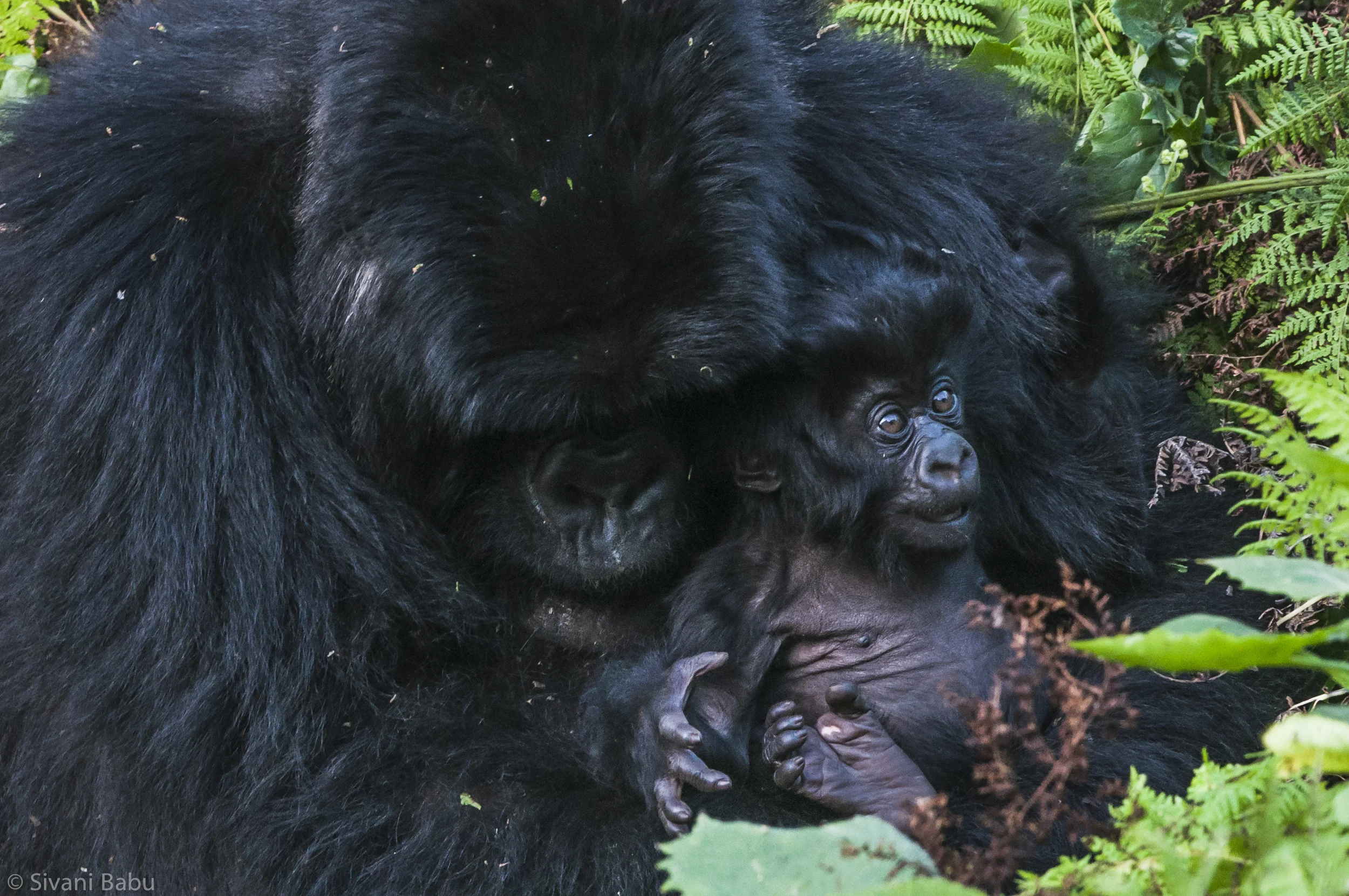 muench-workshops-gorillas-3.jpg