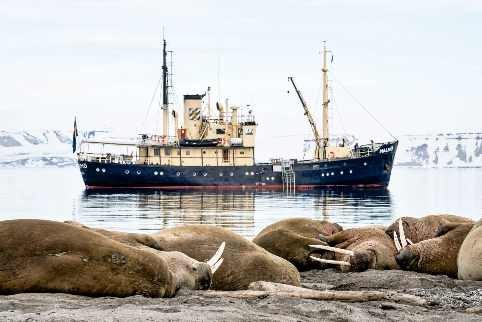 muench-workshops-svalbard-walrus-malmo.jpg