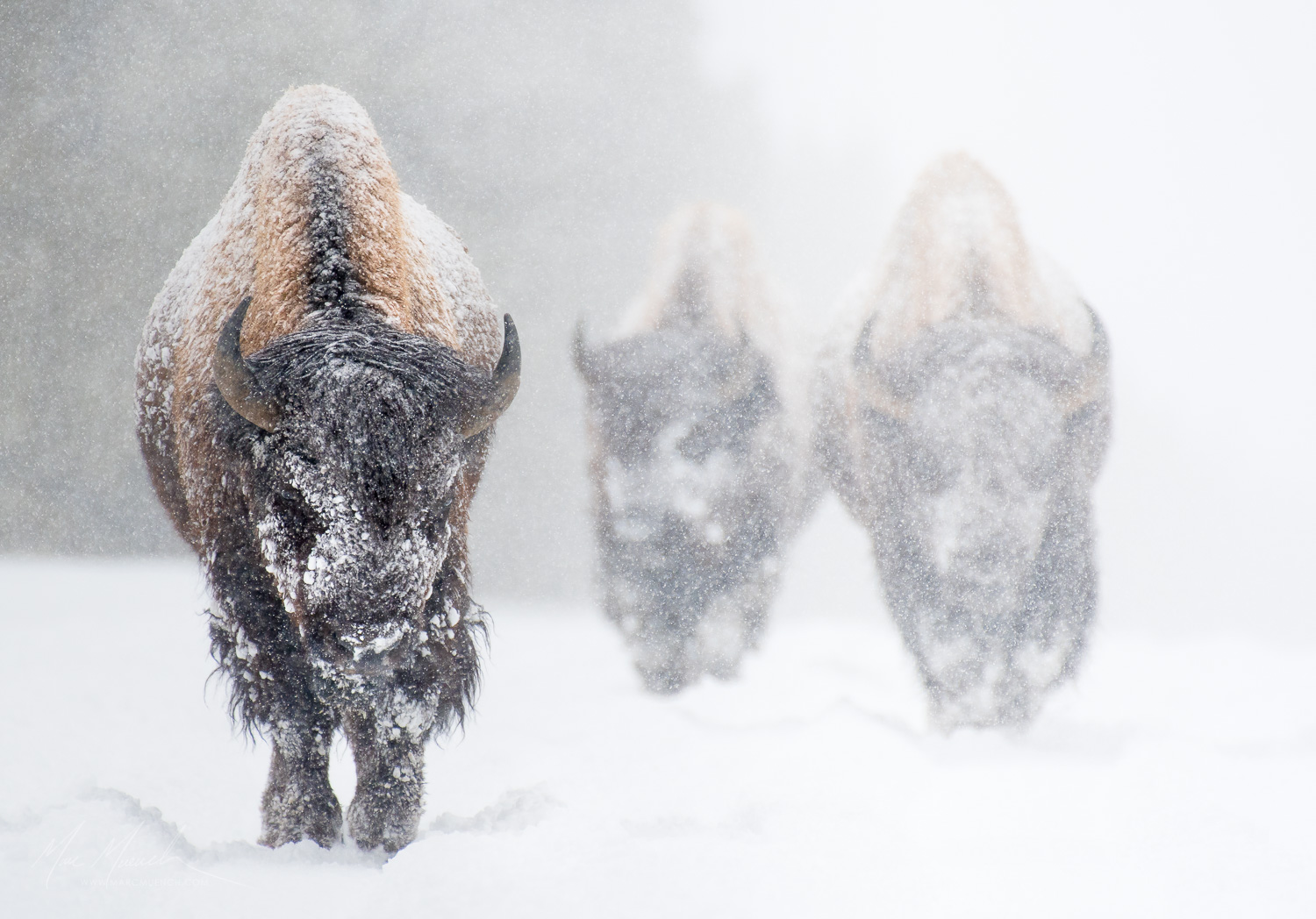 Bison, Yellowstone National Park, Wyoming.