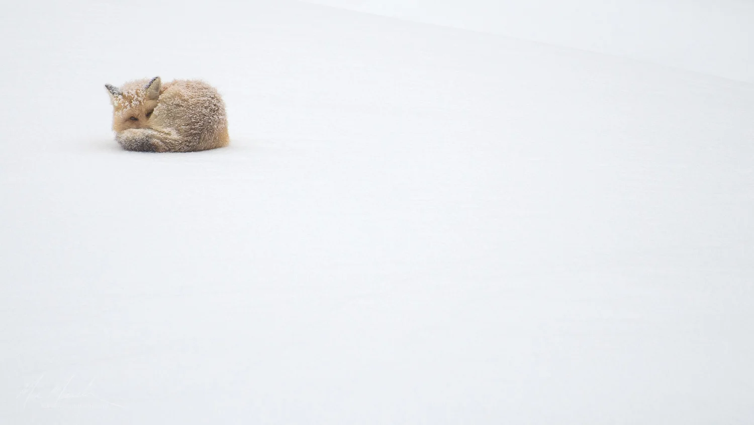 muench-workshops-yellowstone-fox.jpg