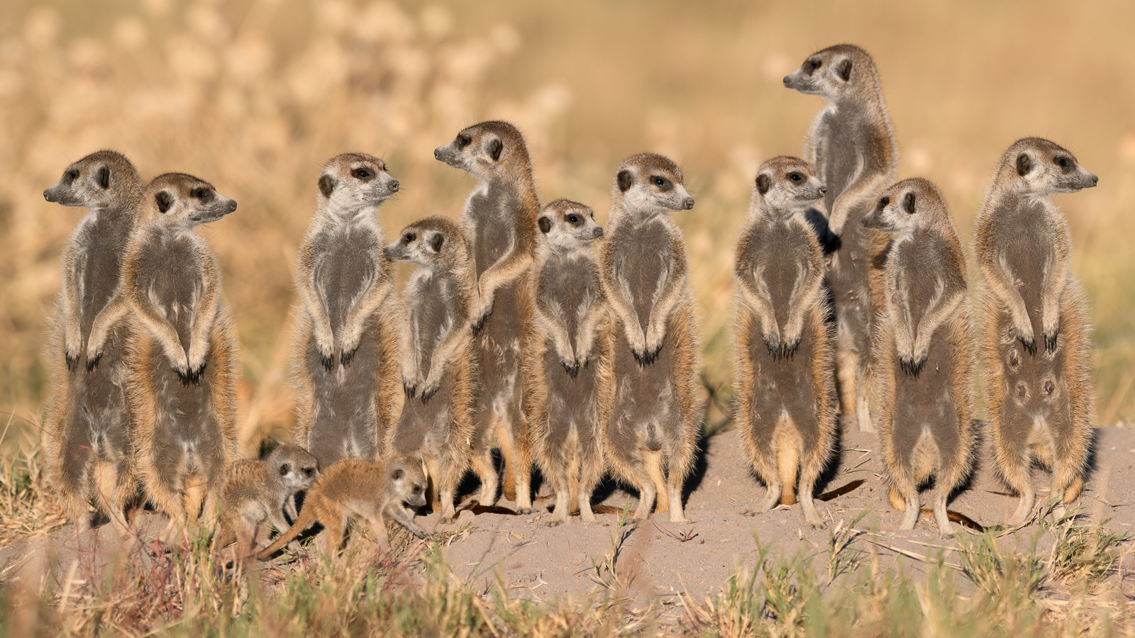 Muench-workshops-meerkats.jpg