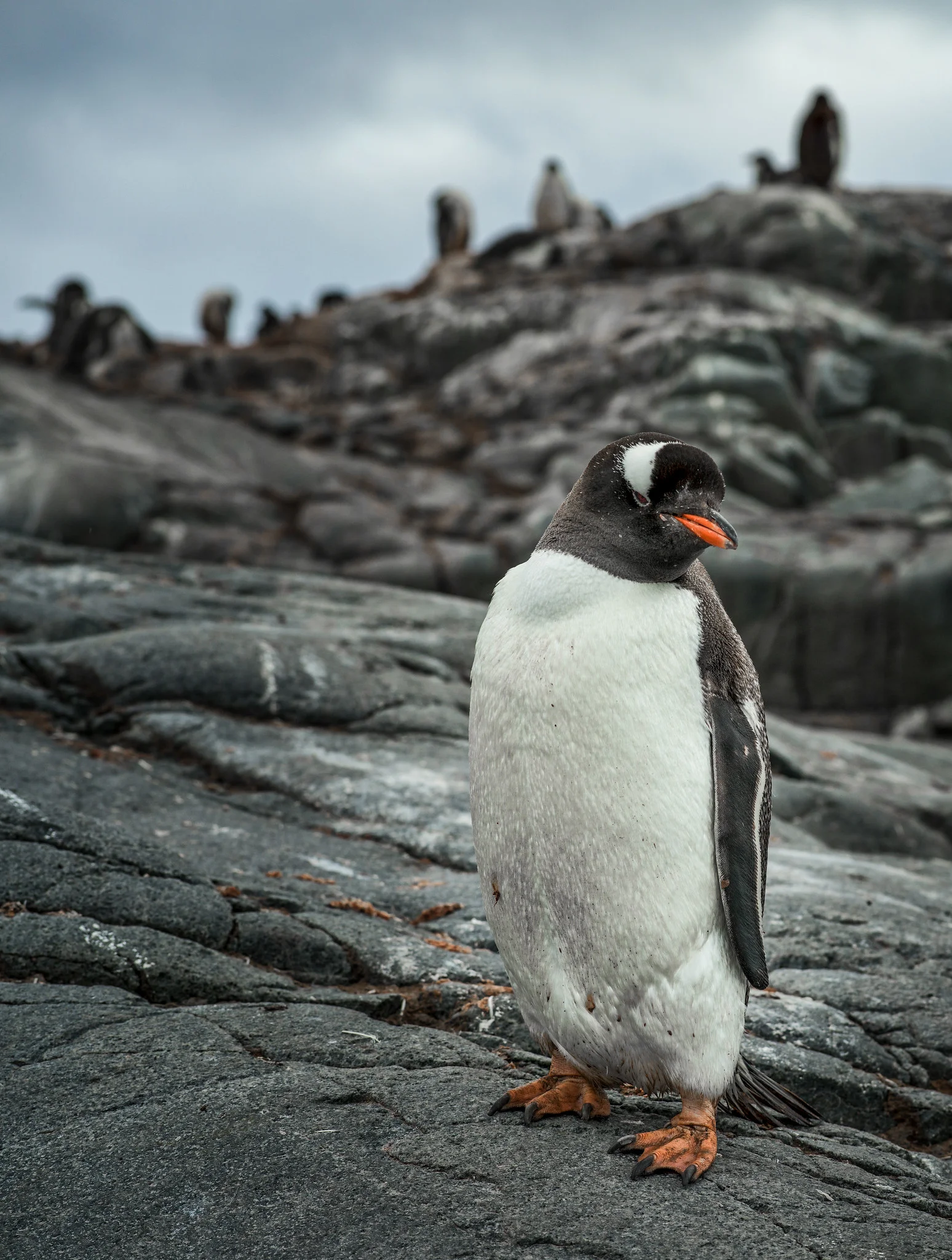 antarctica-photo-workshop-3.jpg