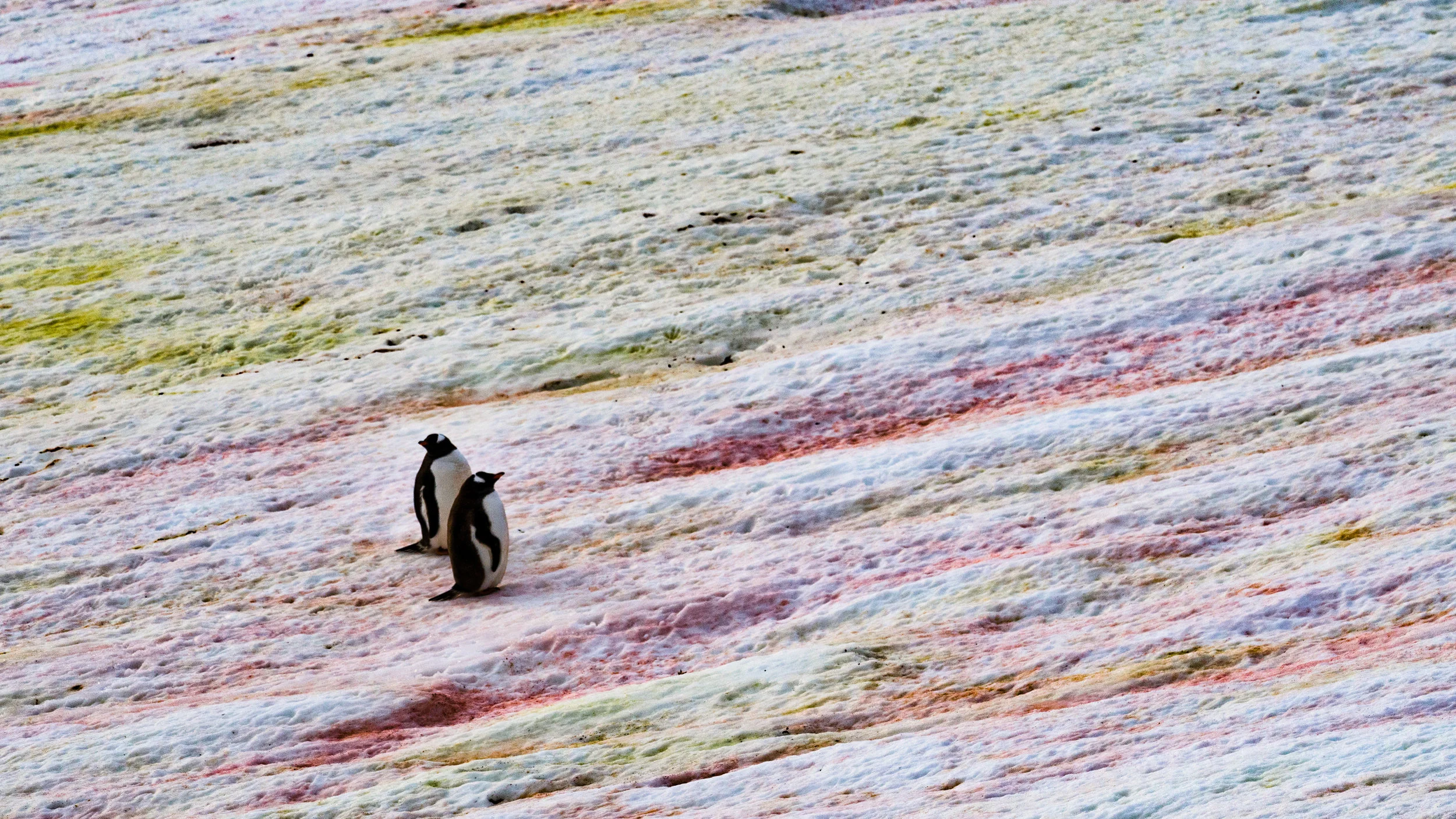 antarctica-photo-workshop-2.jpg