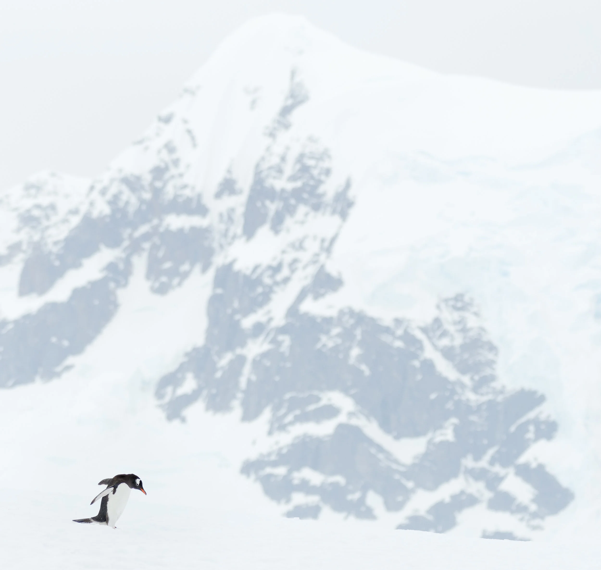 photo_workshop_antarctica-3.jpg