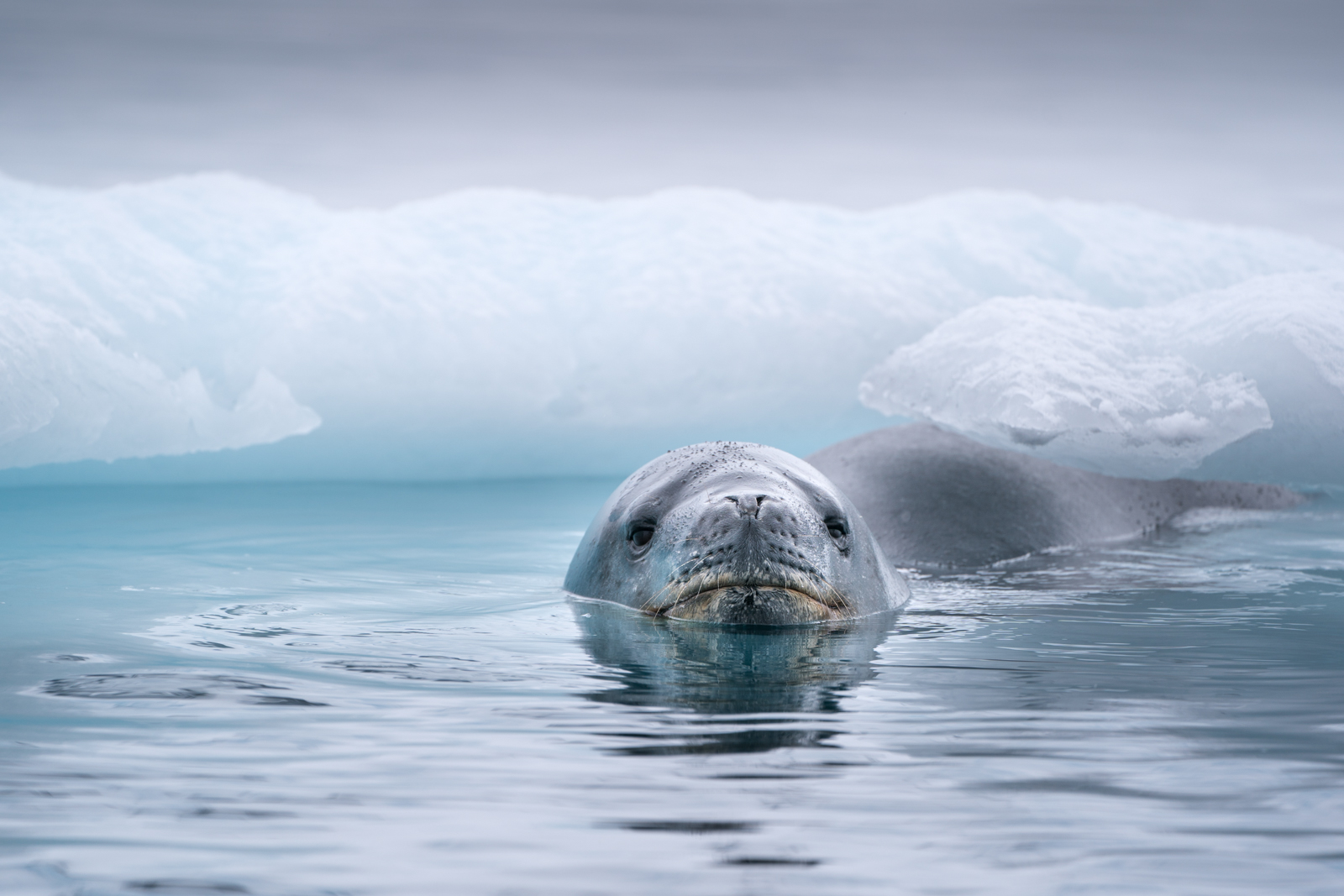 Muench Workshops Pro Lisa LaPointe: "It seems improbable that warm blooded creatures can exist in such an inhospitable place, but they do survive—and thrive—in Antarctica. Many, such as this leopard seal, are top predators. One of the advantages of photographing from nimble Zodiacs is the ability to get an up close, eye-level view with marine mammals, and to capture intimate portraits of them in their extreme environment."