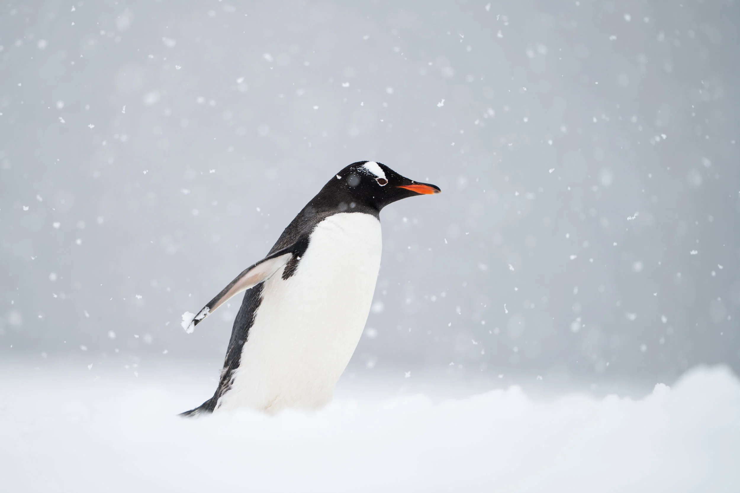 Muench Workshops Pro Will Burrard-Lucas: This is a photograph that I have always wanted to take. When we landed at a Gentoo penguin rookery during heavy snowfall, I knew my chance had come. The fresh snow was deep and we sank down almost to our waists as we forged a path up from the zodiacs. This penguin was on its way up from the sea and had a lovely clean belly (unlike the muddy penguins coming down from the nesting site)! I crouched down to get the penguin above the horizon line and used a wide-open aperture to get shallow depth of field to isolate the penguin and the large falling snowflakes. A fast frame rate and continuous AF helped me capture a sharp image as the penguin hurried past. Sony a7rIII, Sony 400mm f/2.8. ISO 100, f/2.8, 1/800s, handheld.